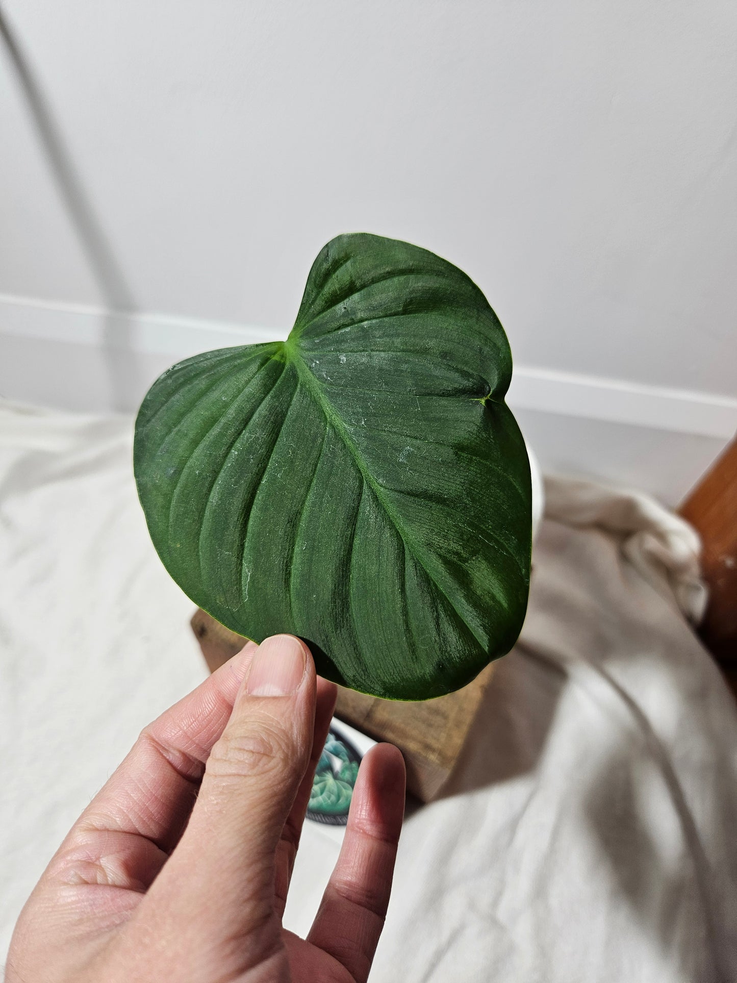 Philodendron Lynami Green (PHI-435)