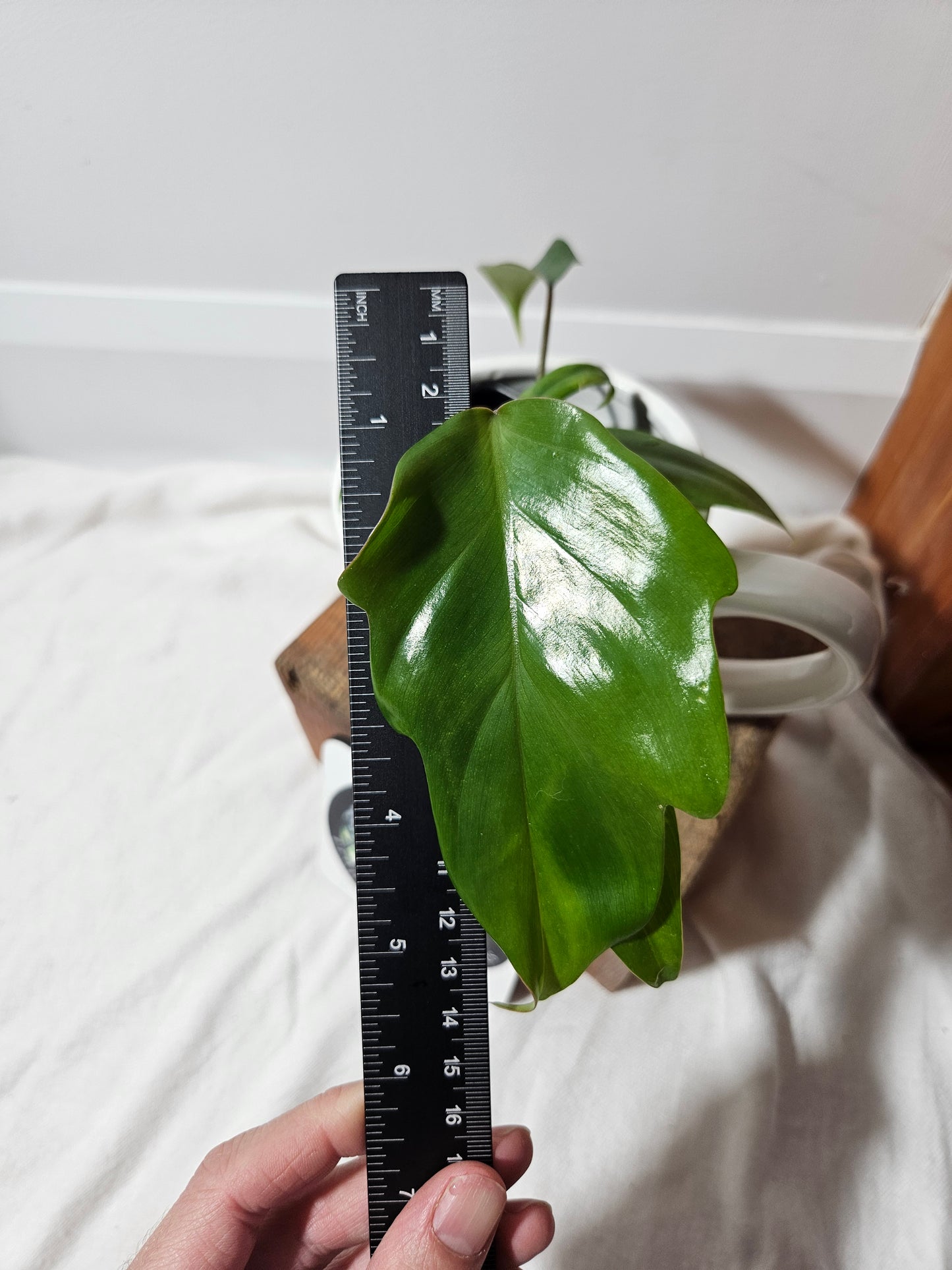 Philodendron Mayoi (PHI-454)