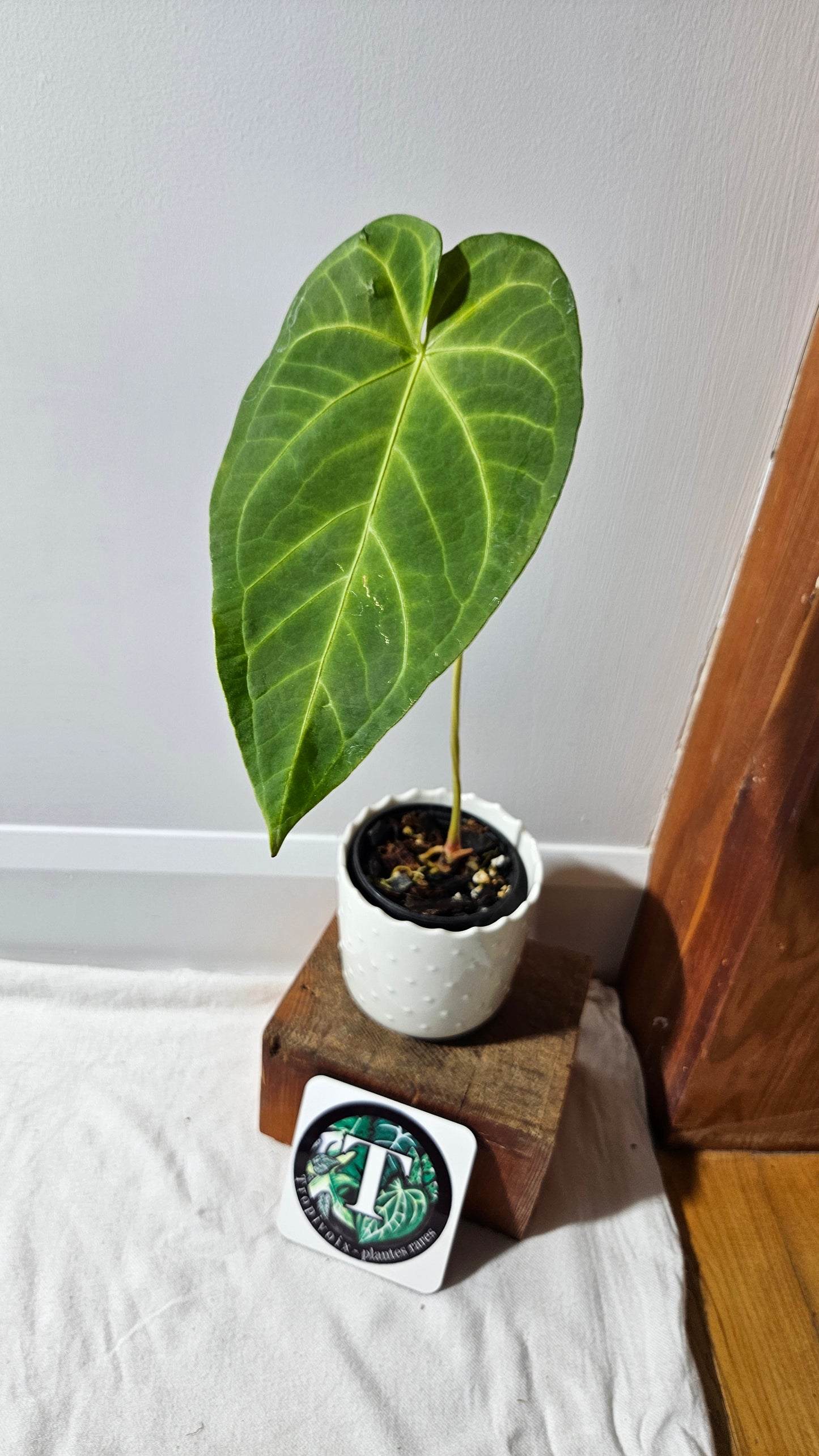 Anthurium Magnificum X Napo "format MOYEN/LARGE"(ANT-258)