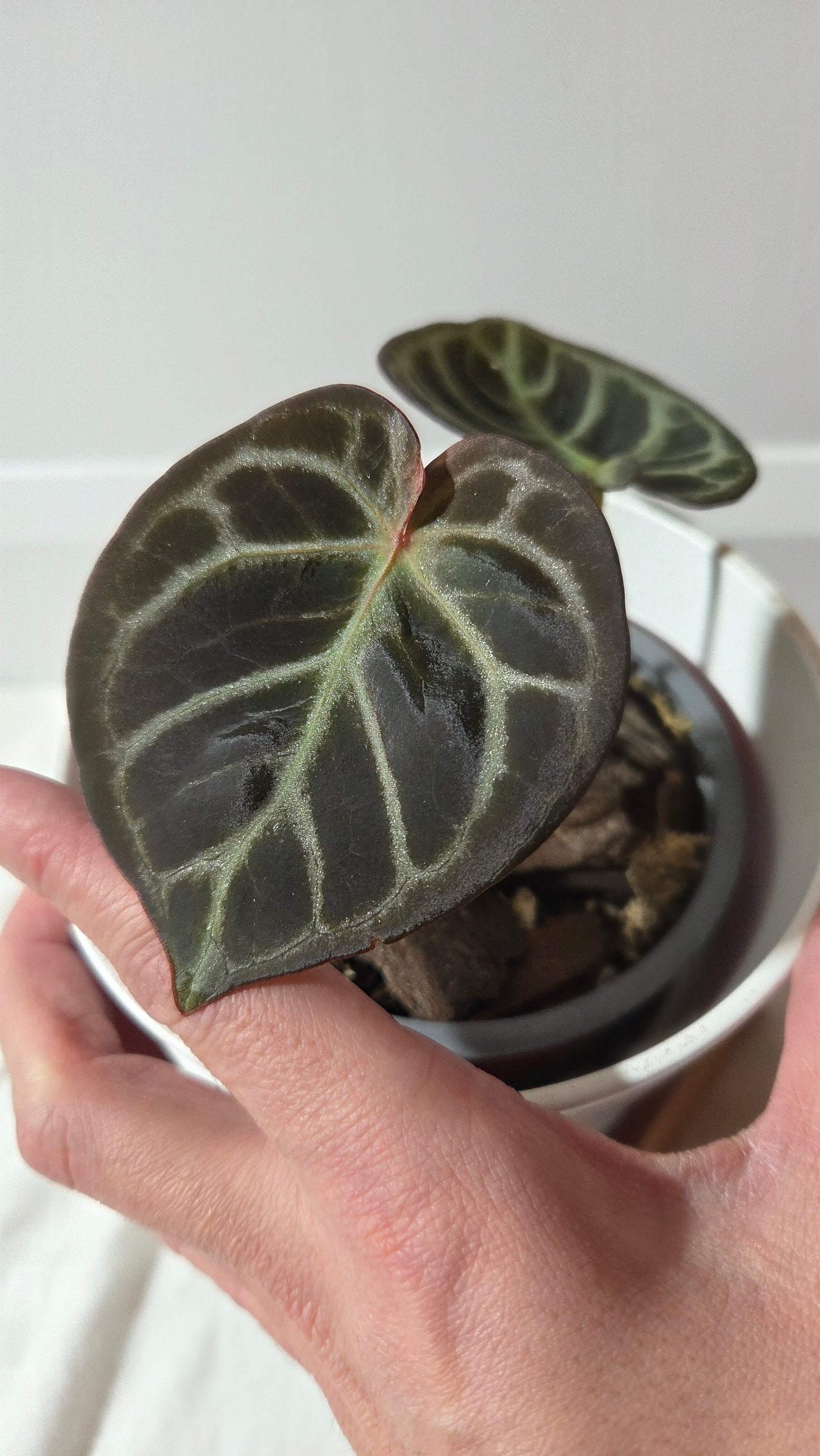 Anthurium Dorayaki Silver Dark "format PETIT"( ANT-648)