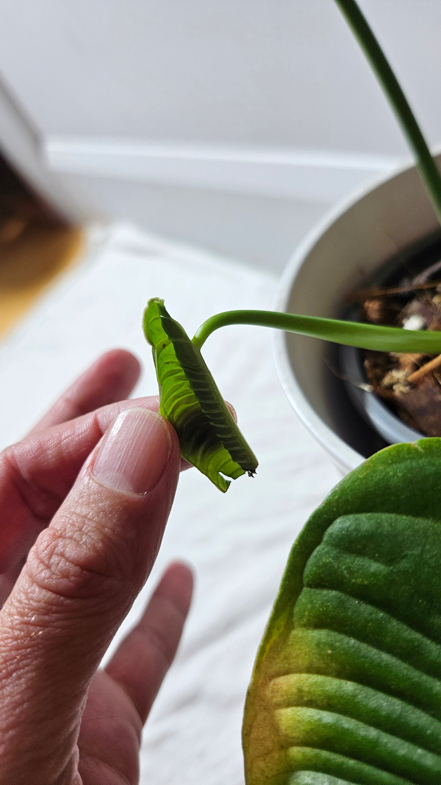Anthurium Veitchii Super Narrow "format MOYEN" (ANT-608)
