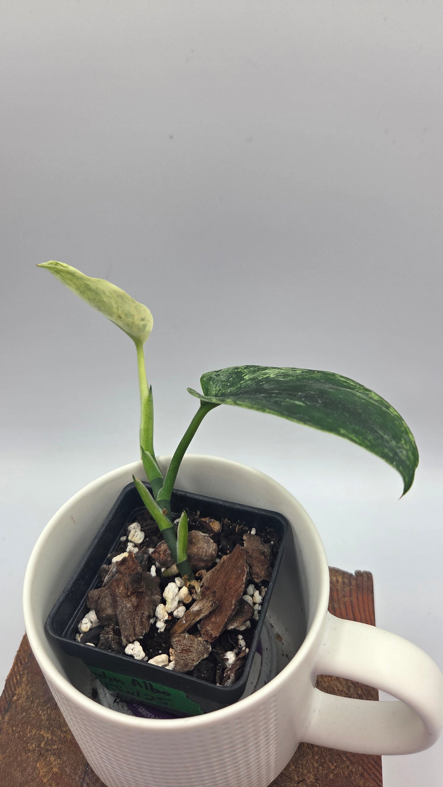 Scindapsus Silver Satin albo (SCI-1507)