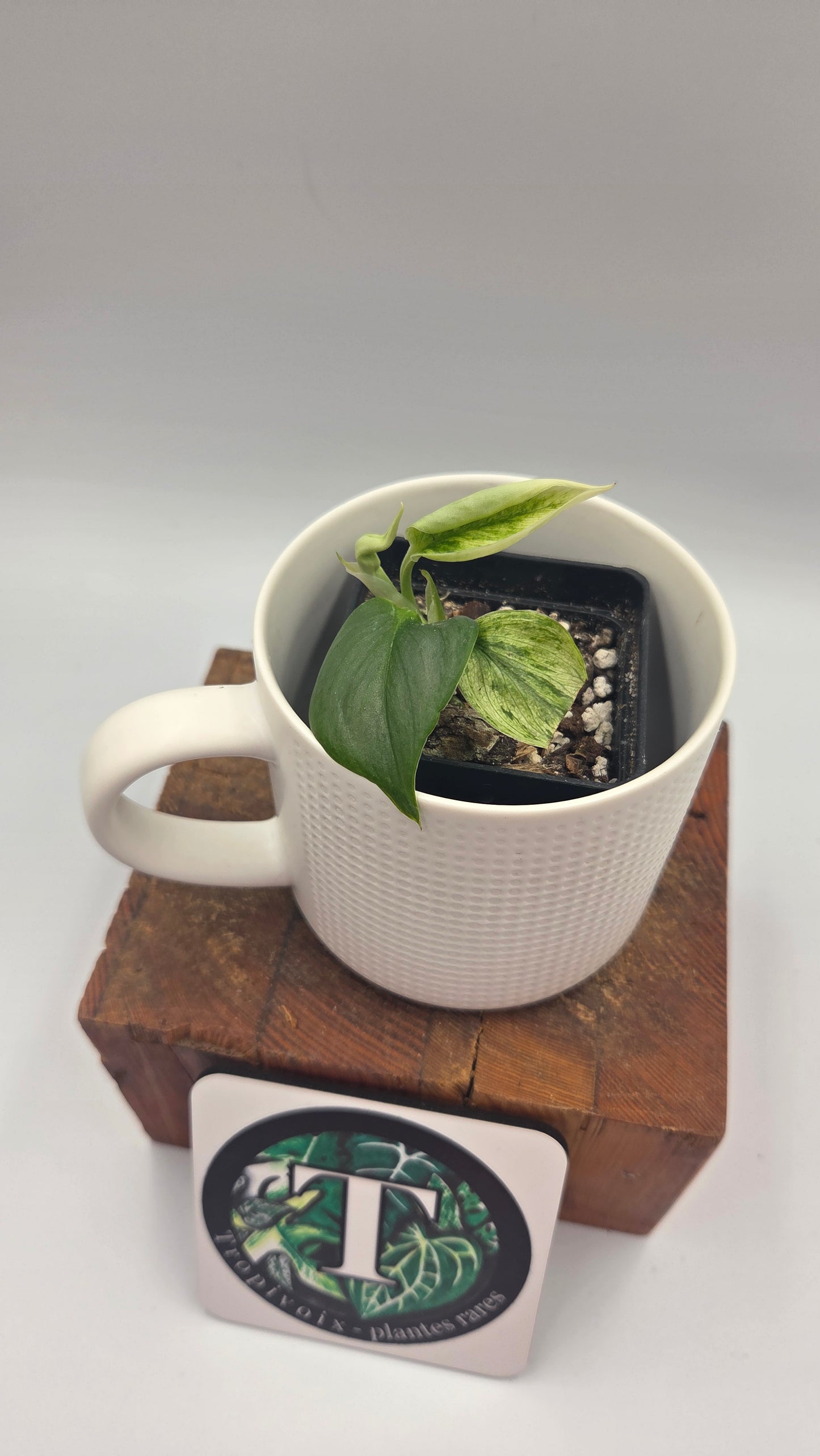 Scindapsus Treubii Bornéo Mint (SCI-875)