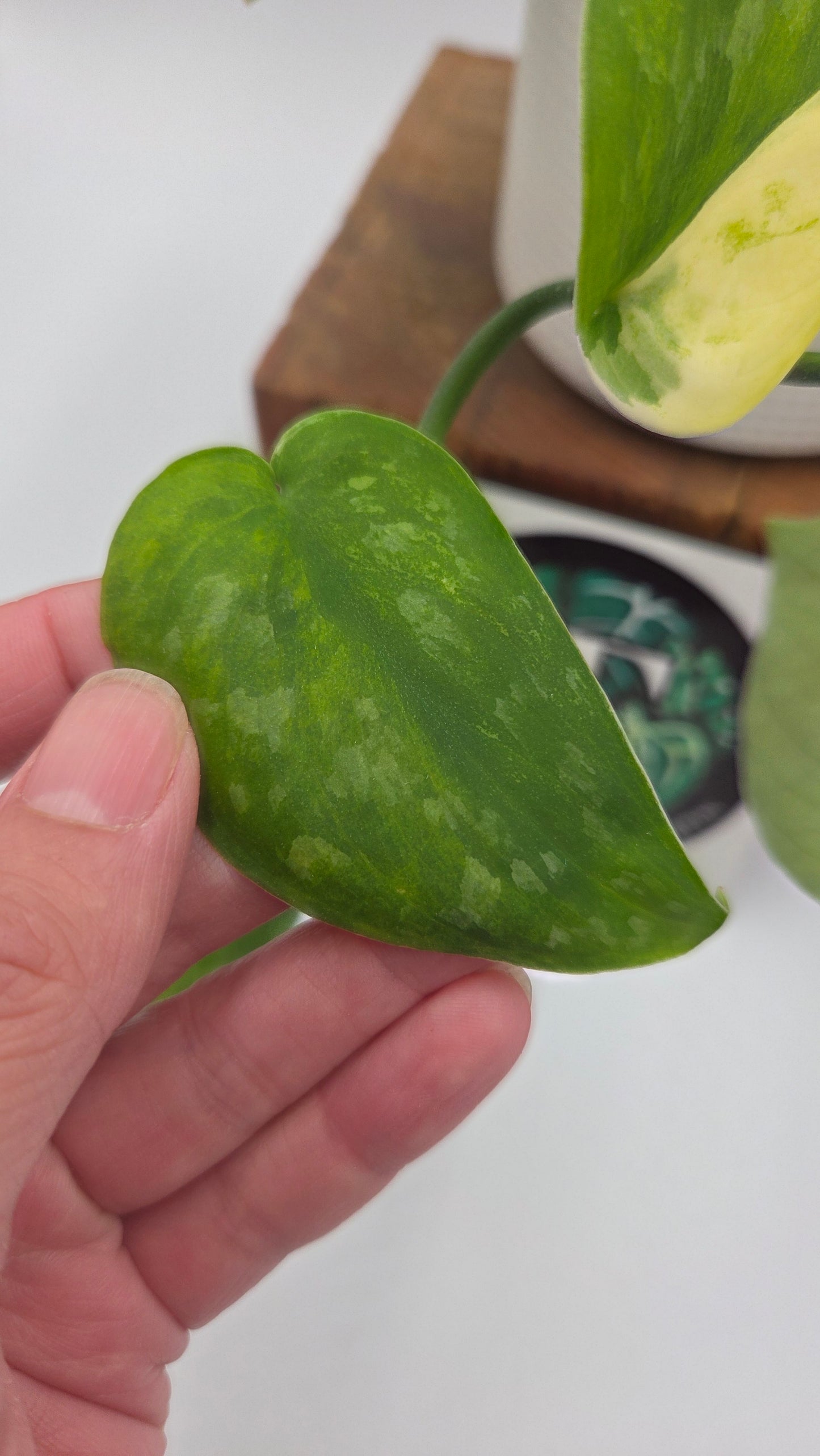 Scindapsus Silver Splash "Green on Green" (SCI-14345)