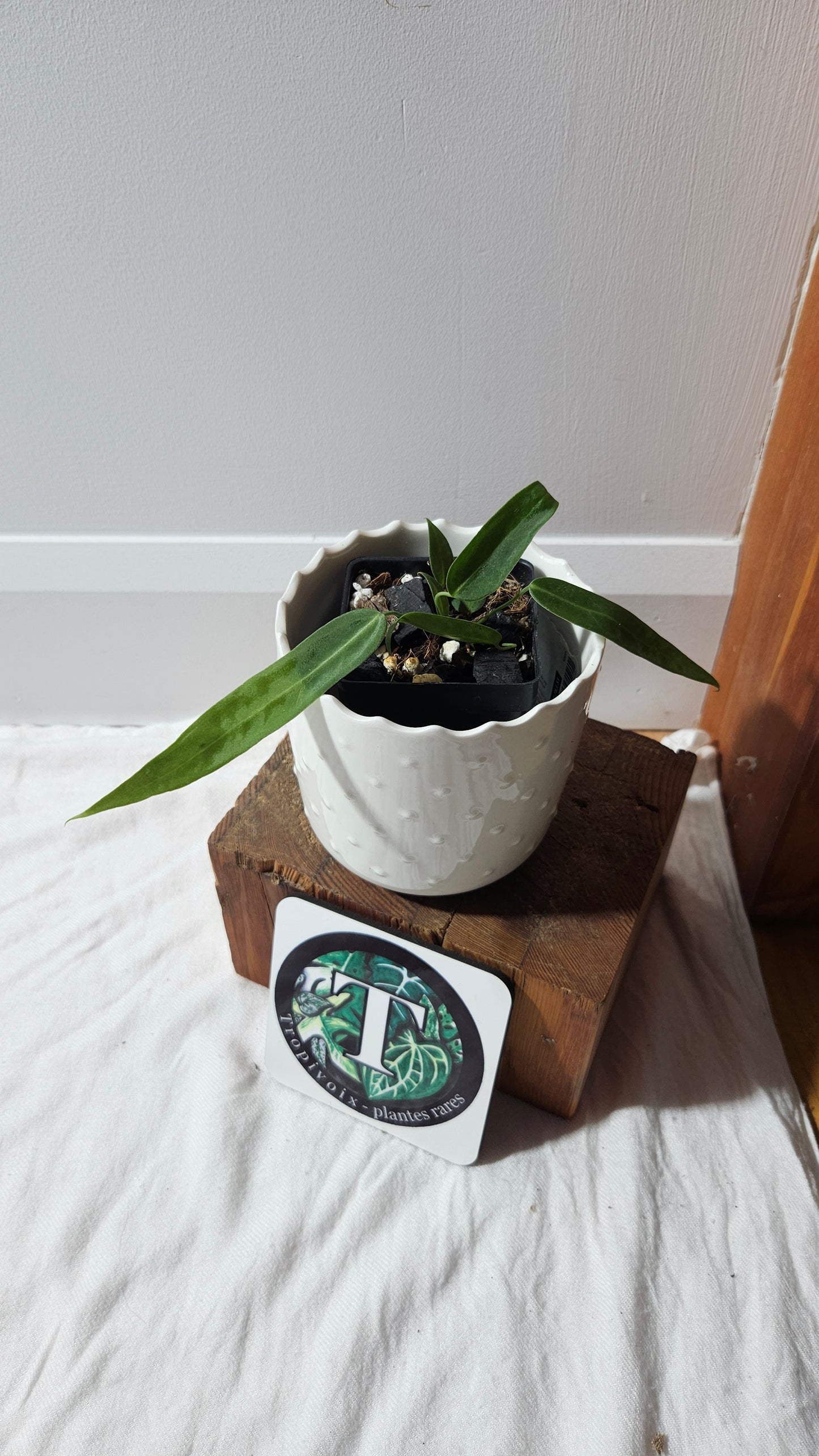 Anthurium Pallidiflorum Narrow "format PETIT"(ANT-598)