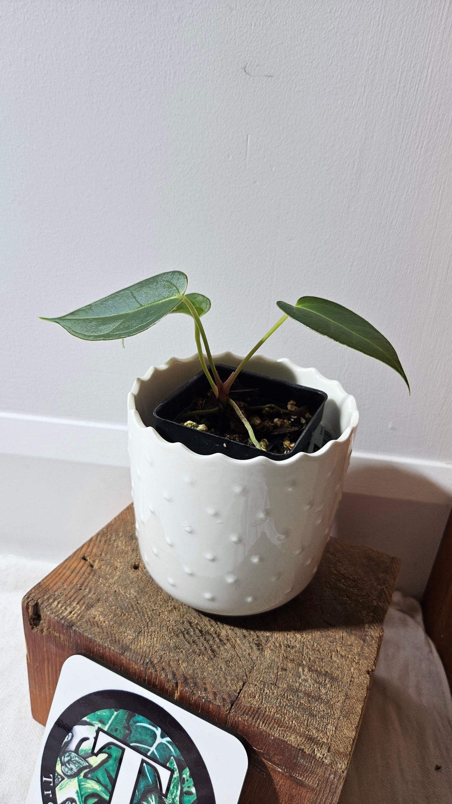 Anthurium Silver Blush X Subsignatum "format PETIT" (ANT-549)