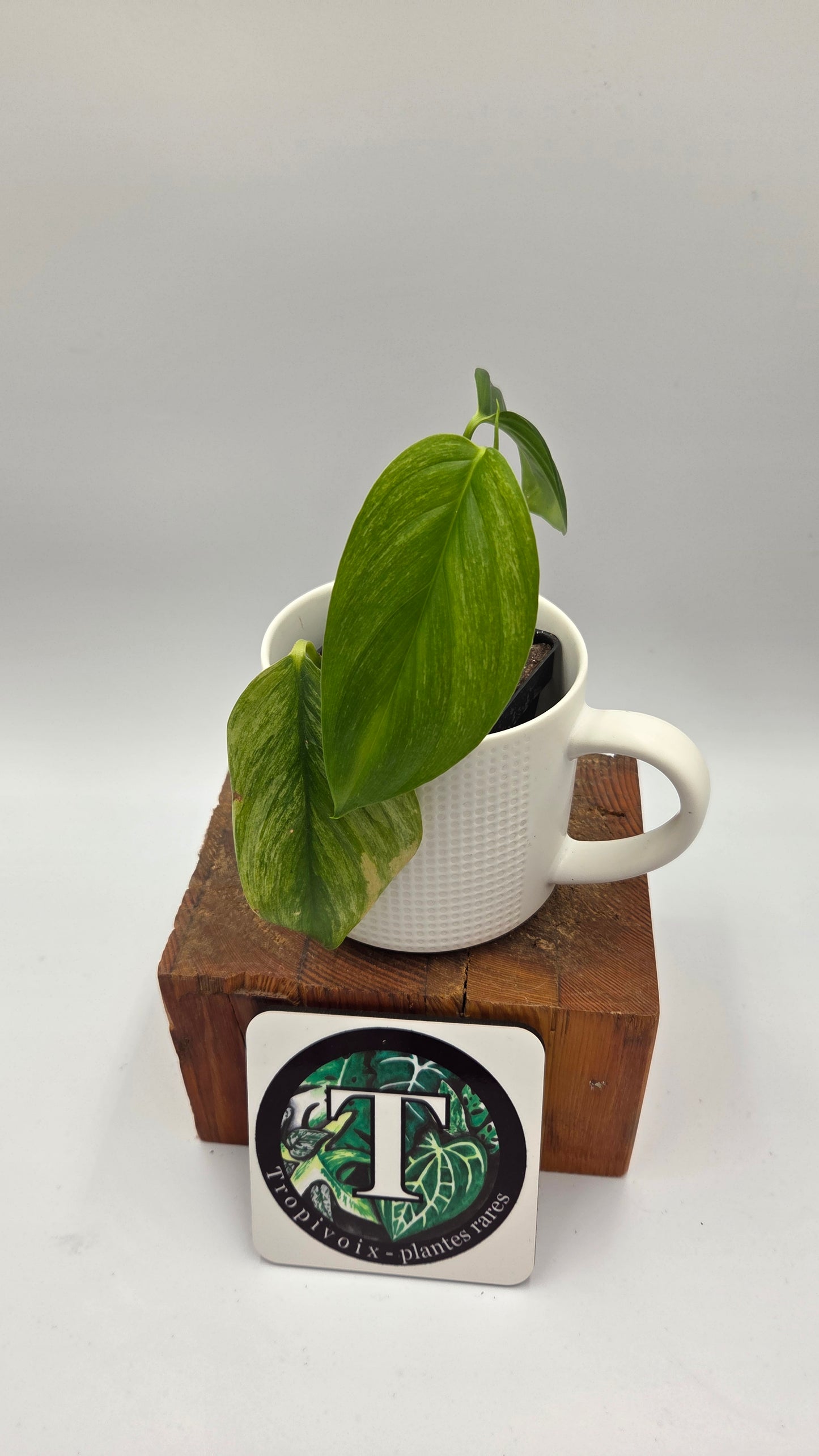 Scindapsus Longistipitatum Mint (SCI-1316)
