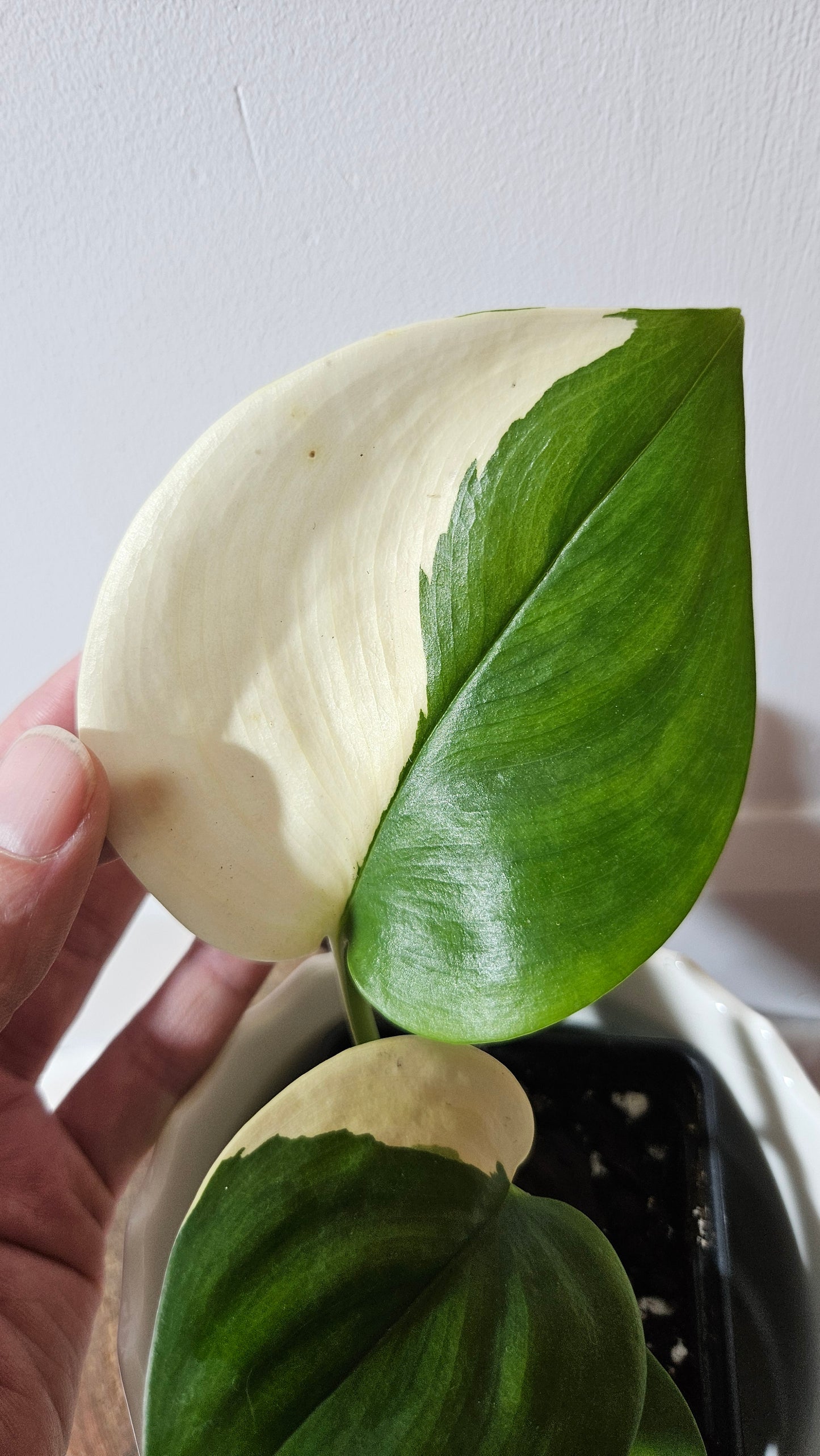 Scindapsus Moonlight Albo (SCI-976)