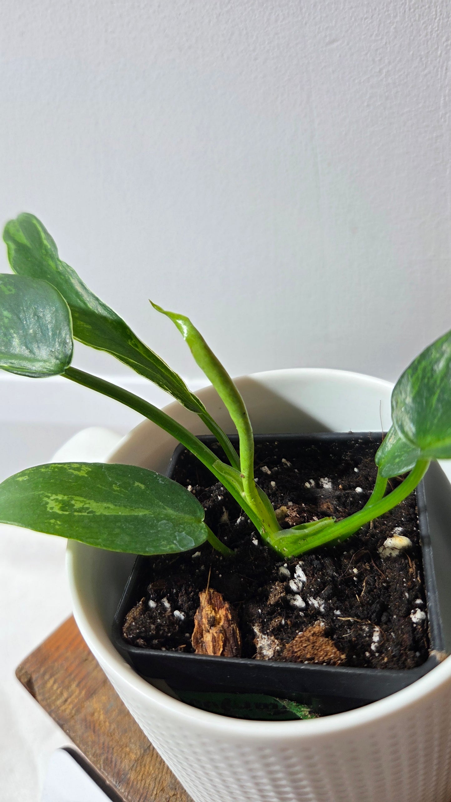 Philodendron Lime fiddle/ Minarum (PHI-976)