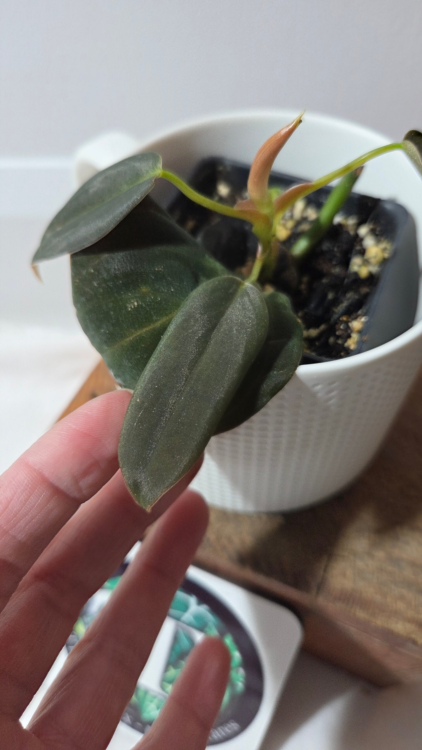 Philodendron Gigas (PHI-970)