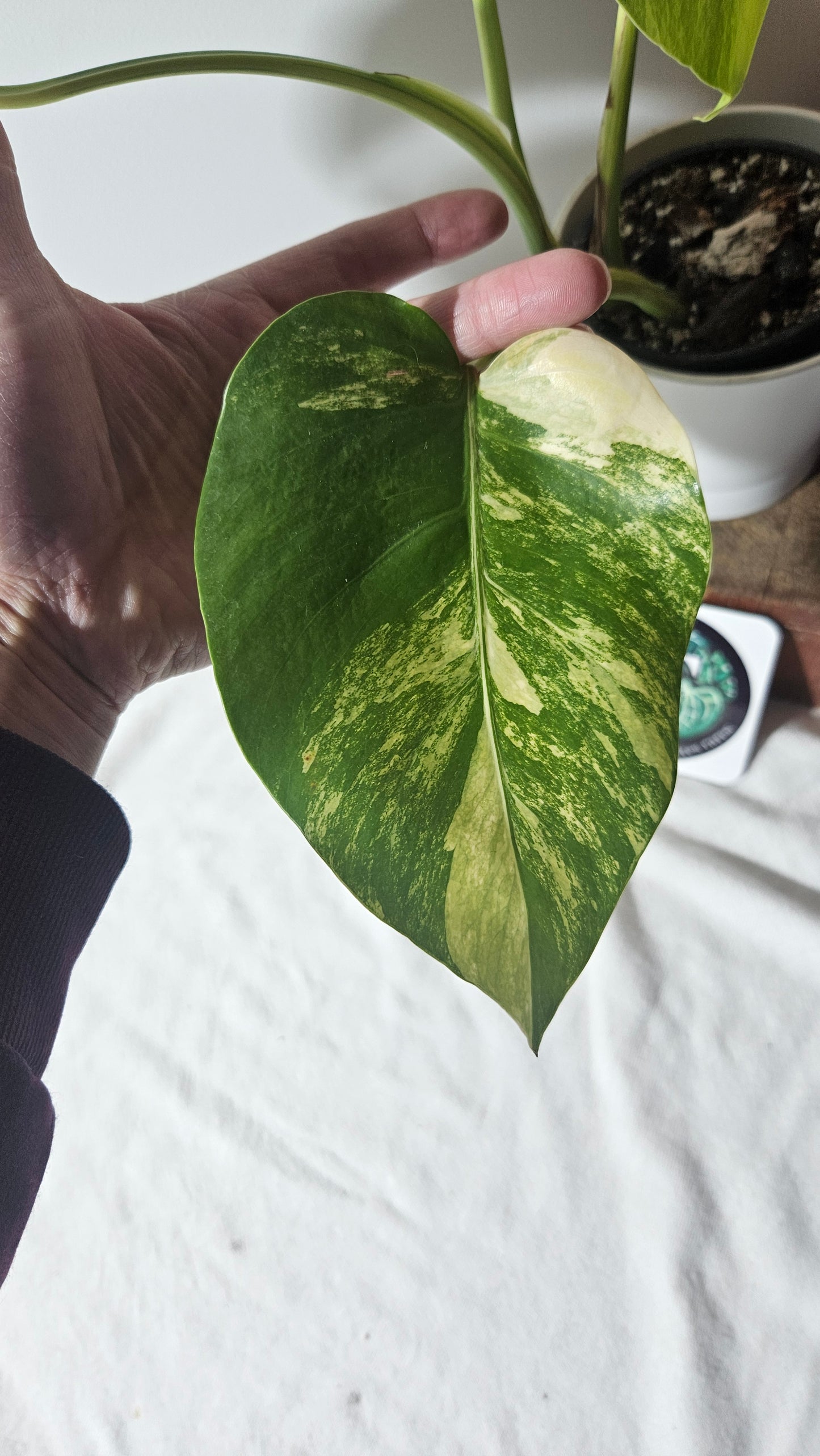 Monstera Aurea (MON-389)