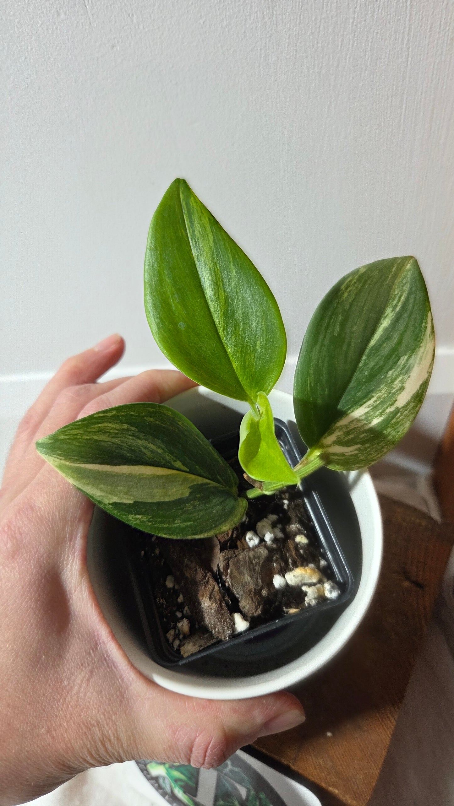 Scindapsus Rubicon (SCI-1350)