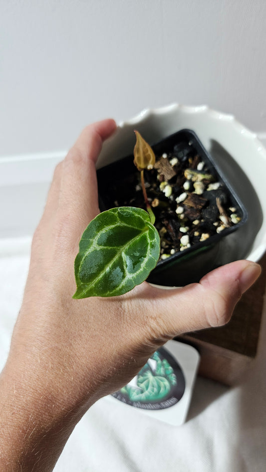 Anthurium Crystallinum Chocolate "format PETIT" (ANT-545)