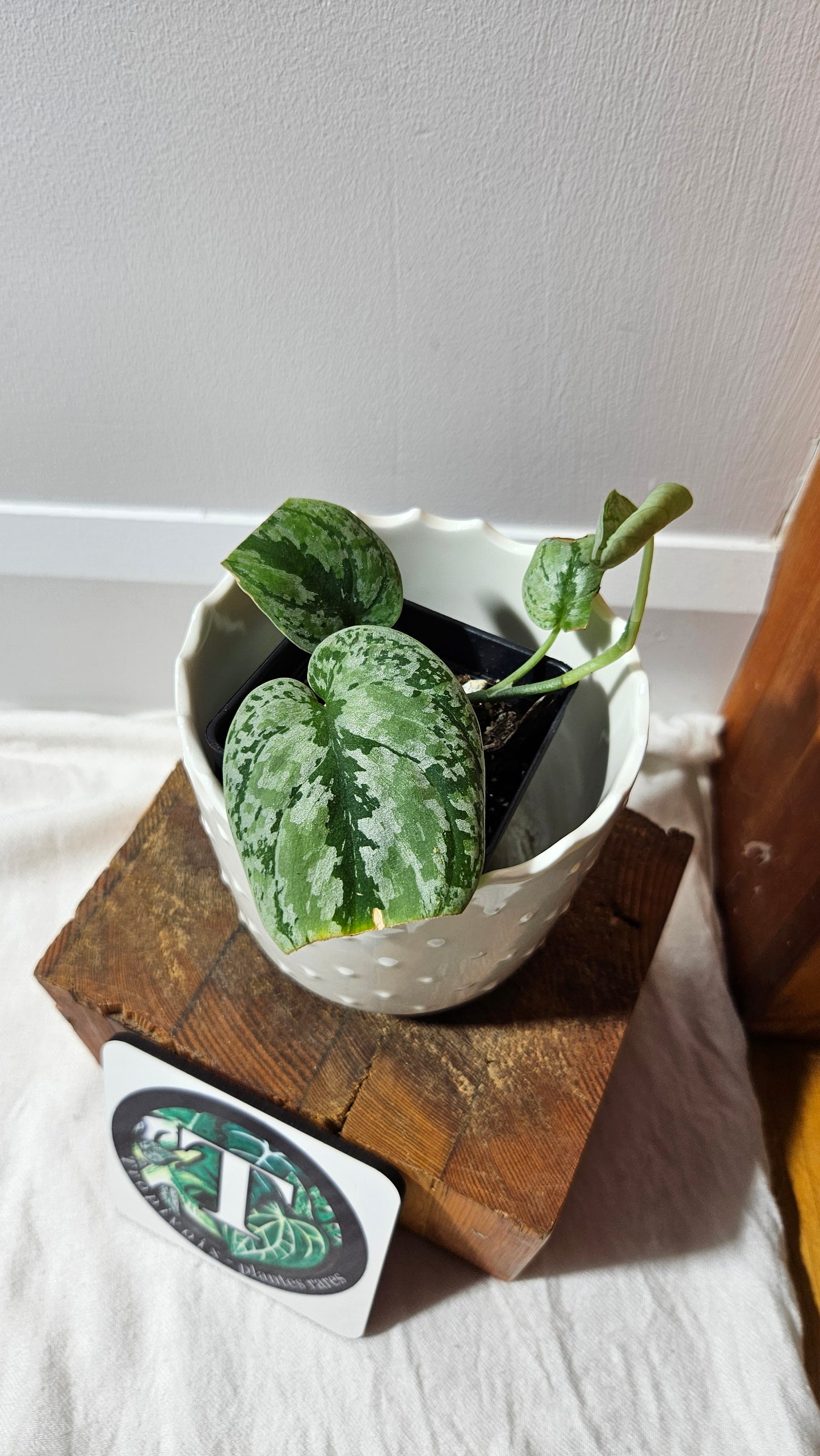 Scindapsus Tricolore silver Platinum (SCI-1323)