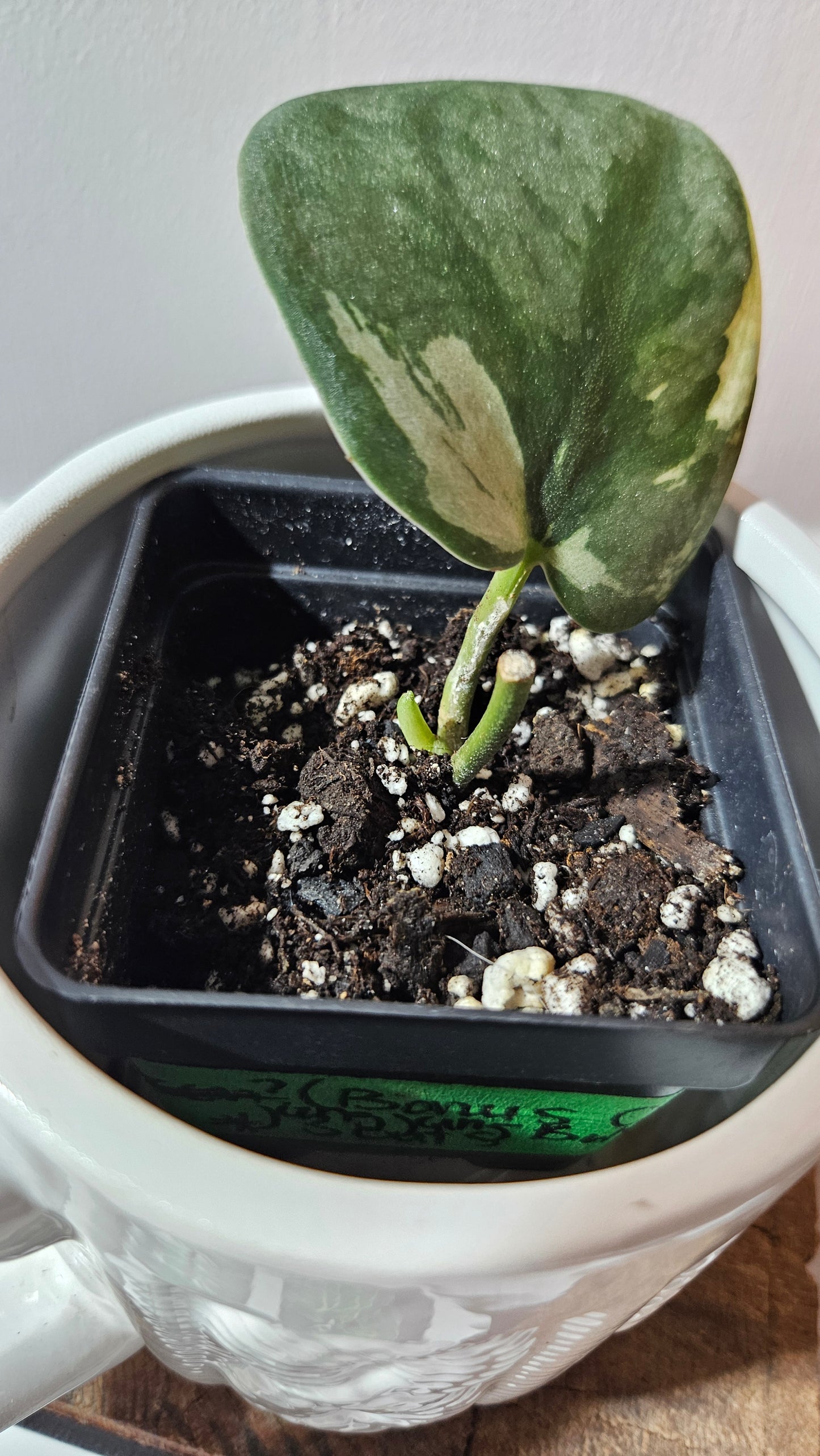 Scindapsus Jung jung Buih (SCI-1104)