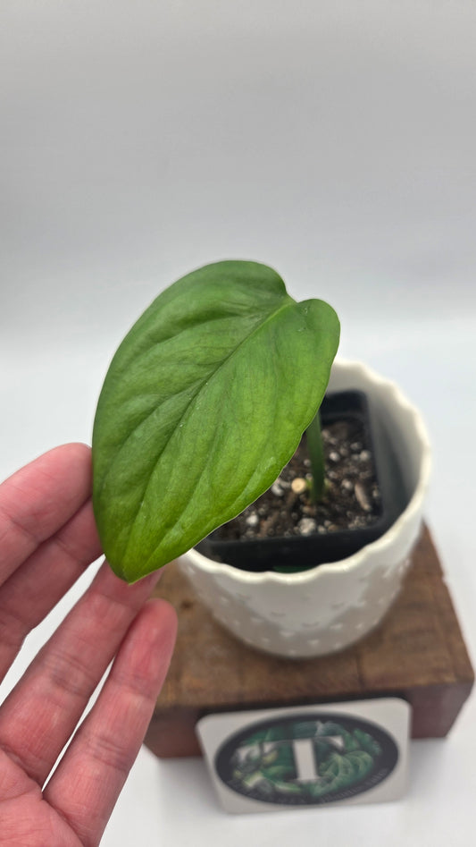 Monstera Obliqua Aff Nueva Loja (MON-276)