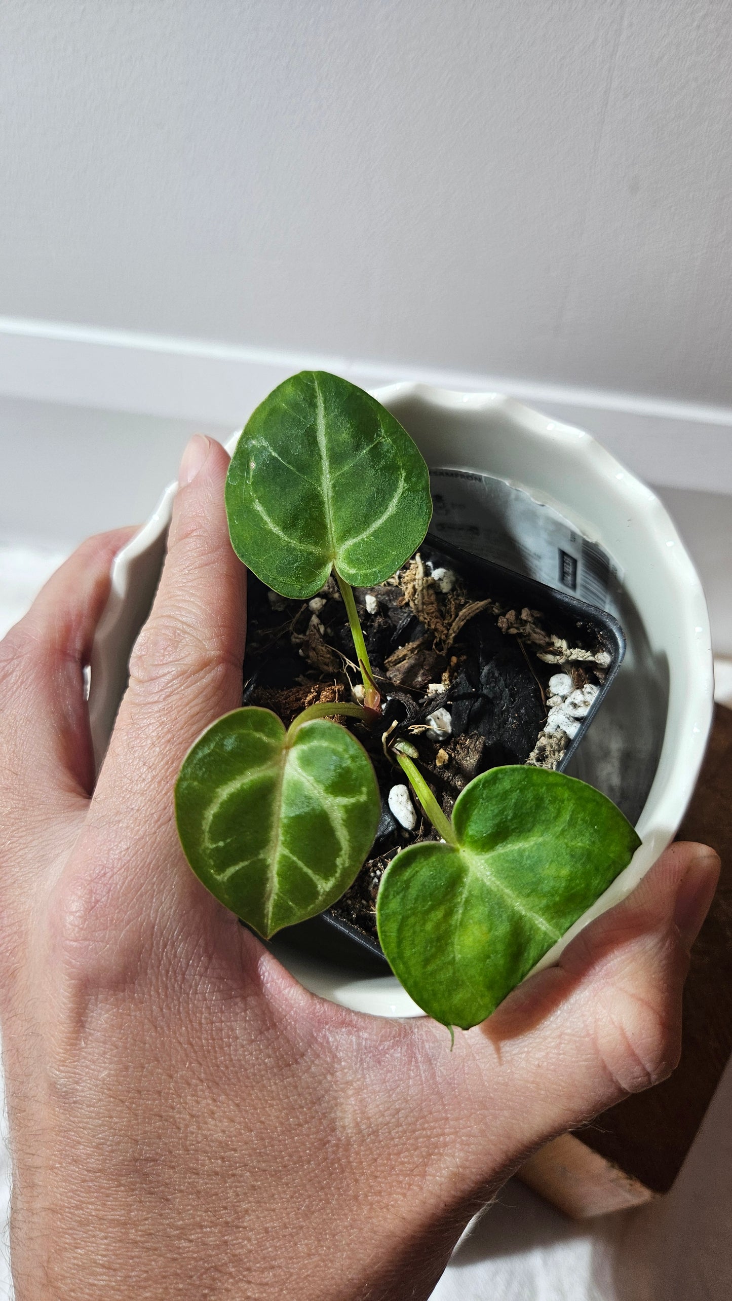 Anthurium Hoffmanii "format SEEDLING" (ANT-585)