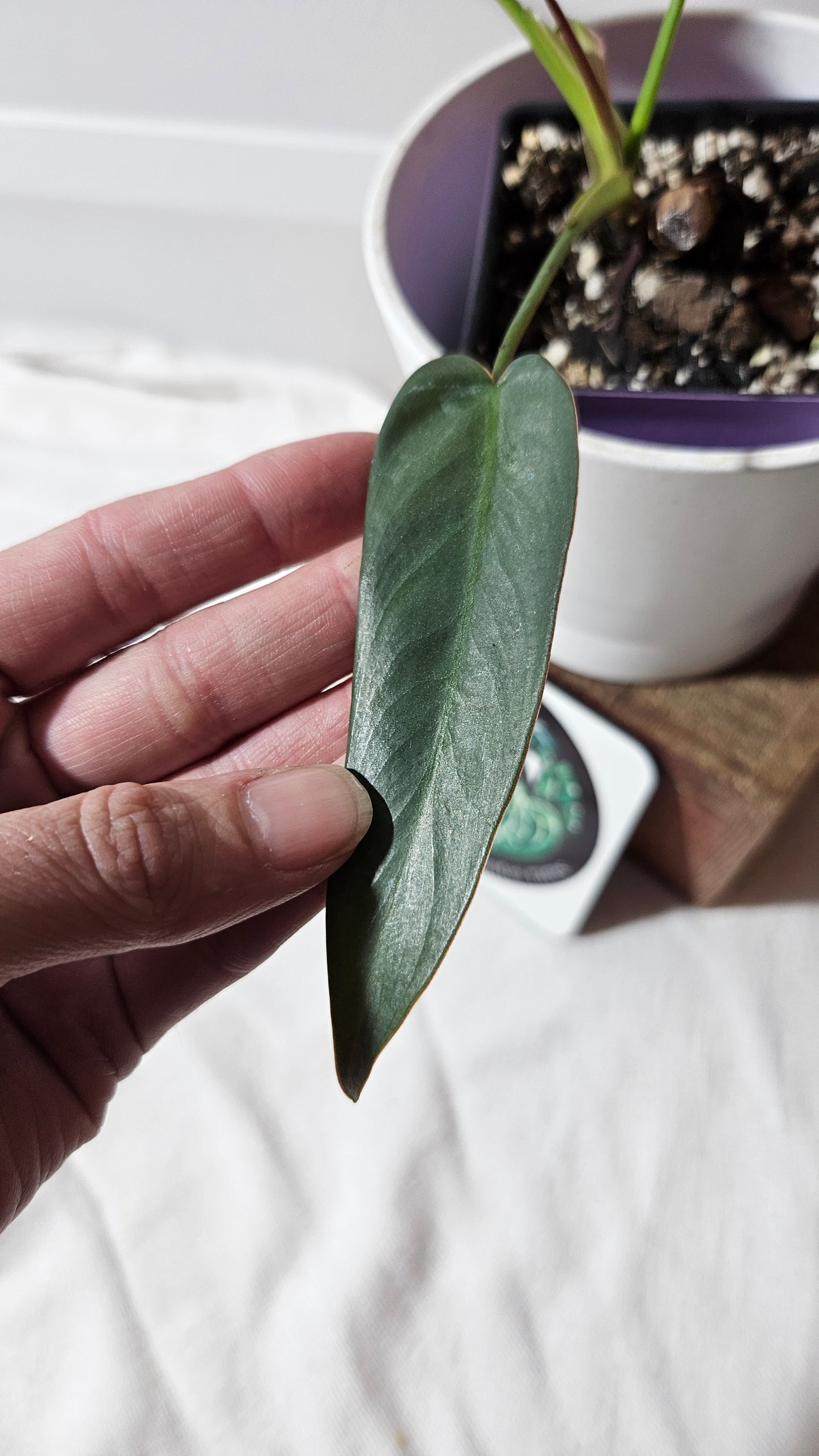 Philodendron Atabenpoense (PHI-943)