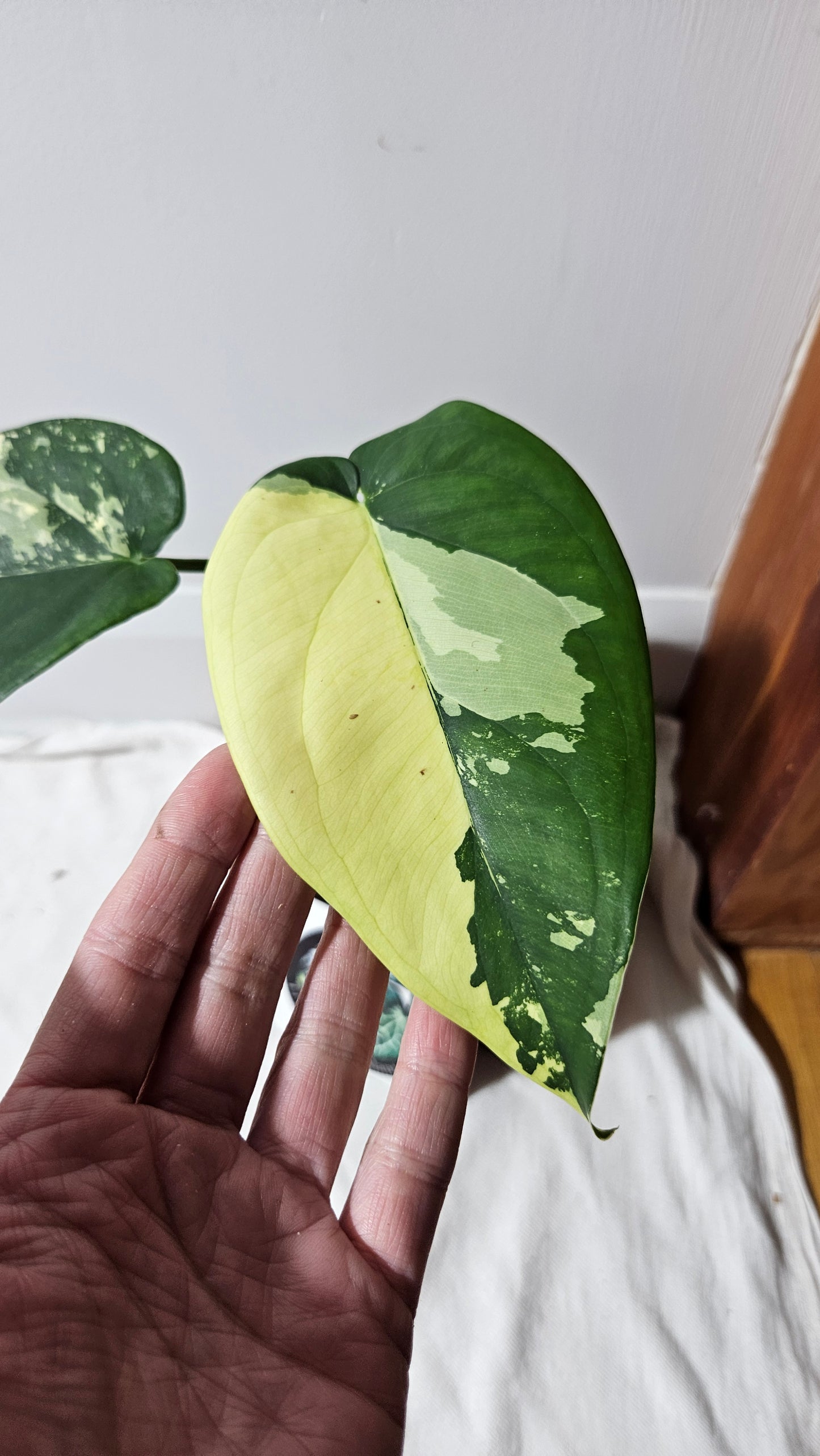 Syngonium Chiapense Albo (SYN-482)