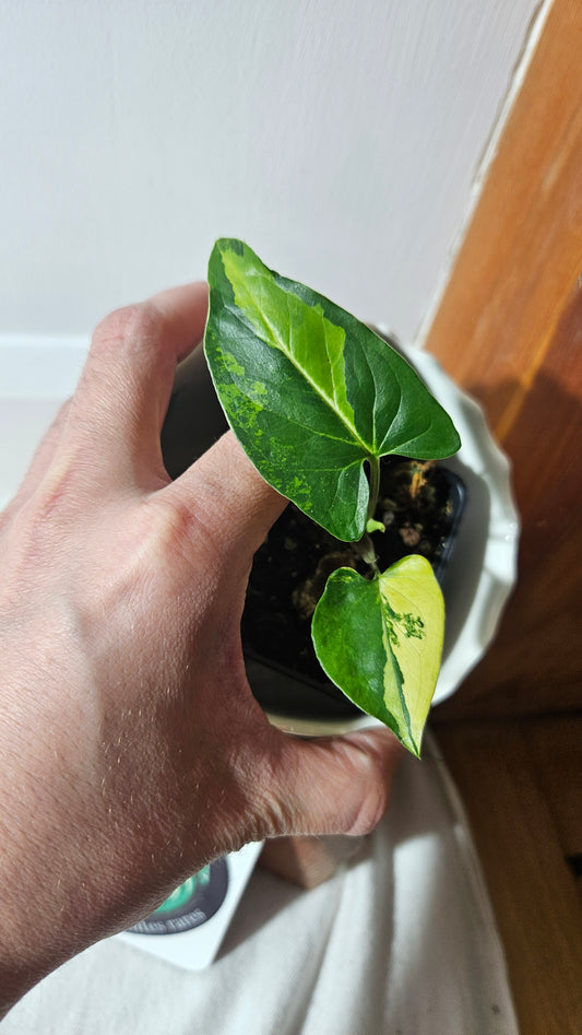 Syngonium Aurea (SYN-412)