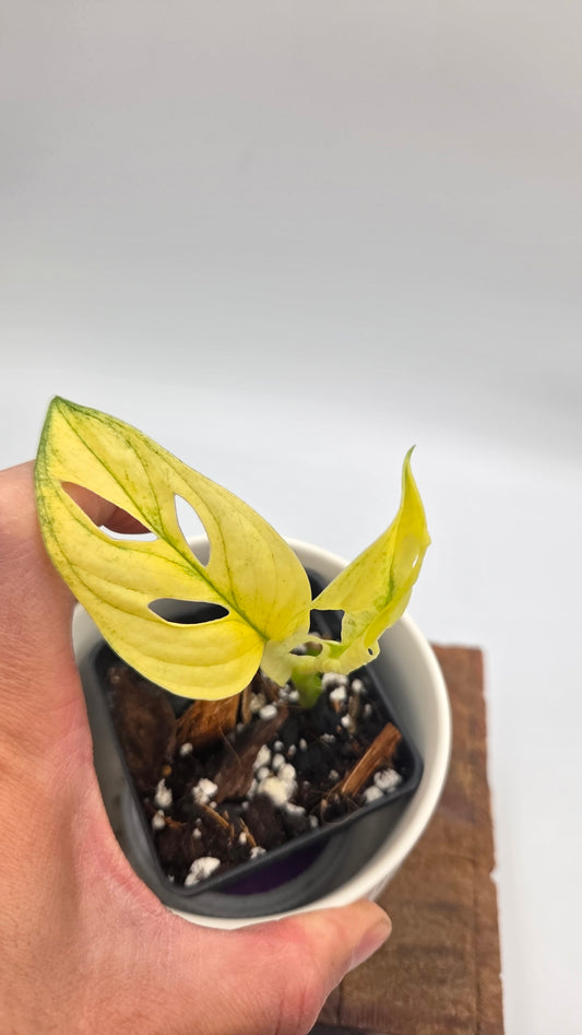 Monstera Andasonii Archipelago Ghost (MON-562)