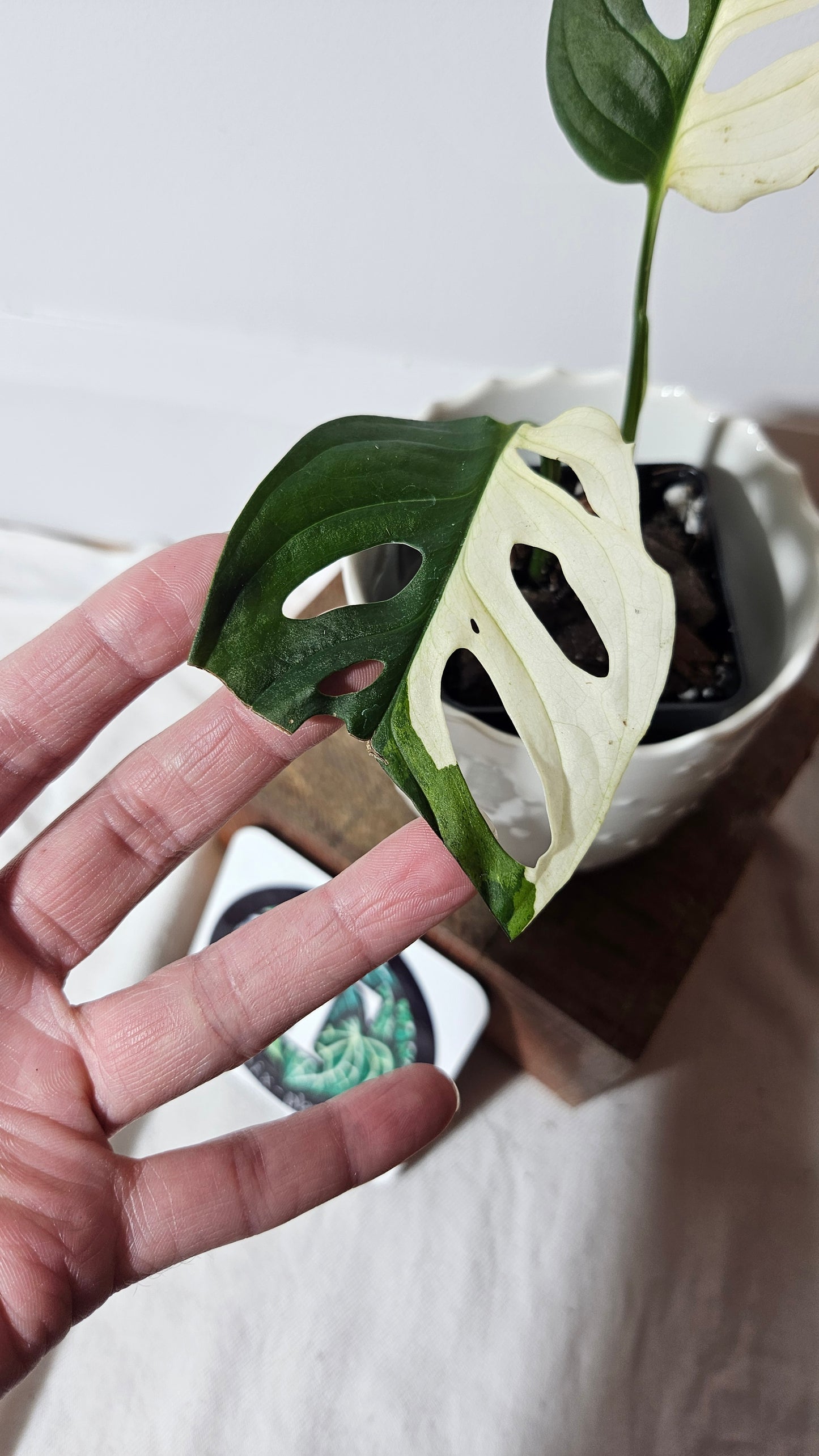 Monstera Andasonii Tricolore (MON-334)