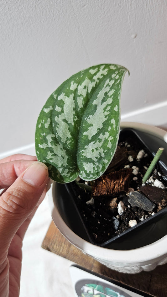 Scindapsus Silver Queen (SCI-1041)