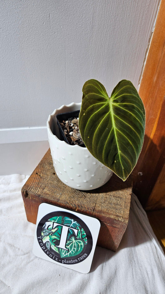 Philodendron Splendide (PHI-873)