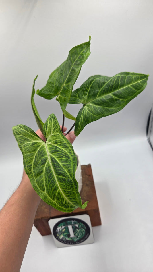 Syngonium Batik (SYN-499)