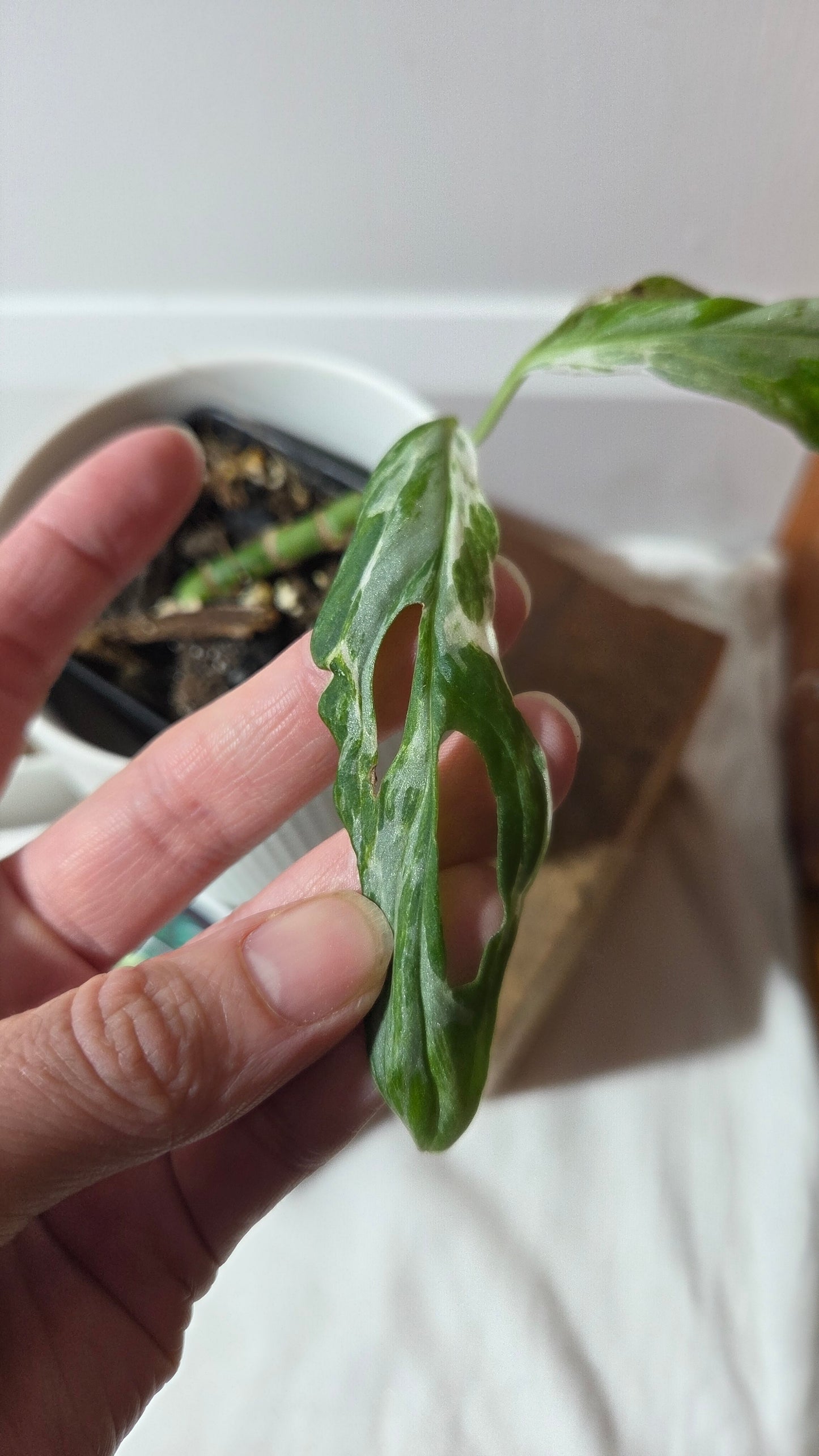 Monstera Andasonii Mint/Indo (MON-498)