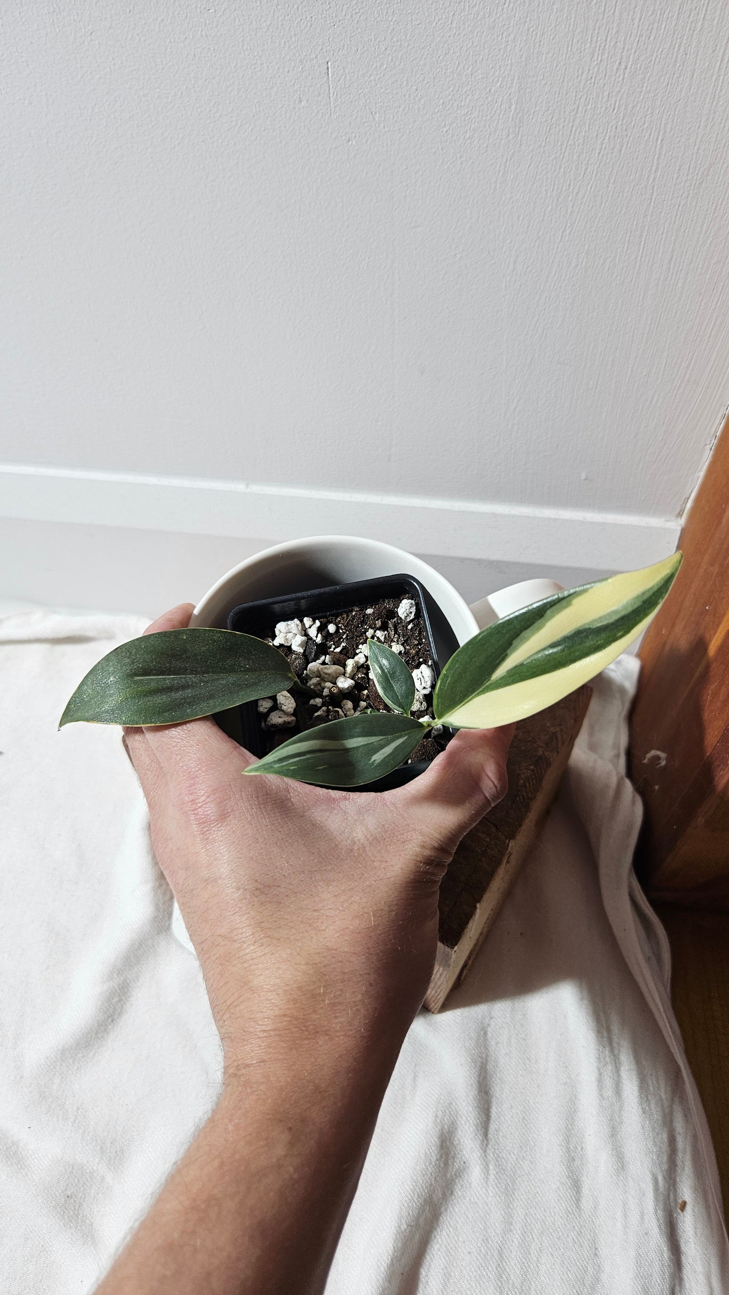 Scindapsus Hederaceus Blue Albo (SCI-1342)