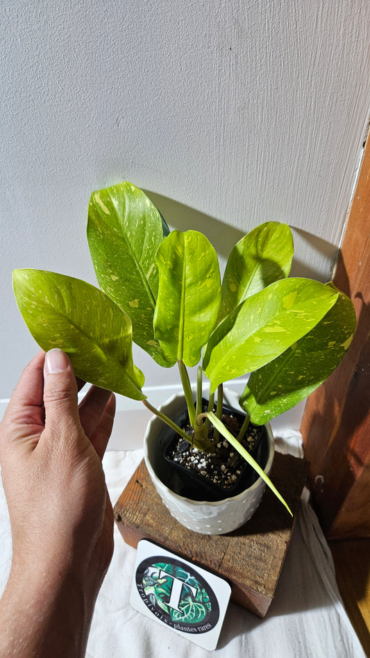 Philodendron Golden Goldness (PHI-894)