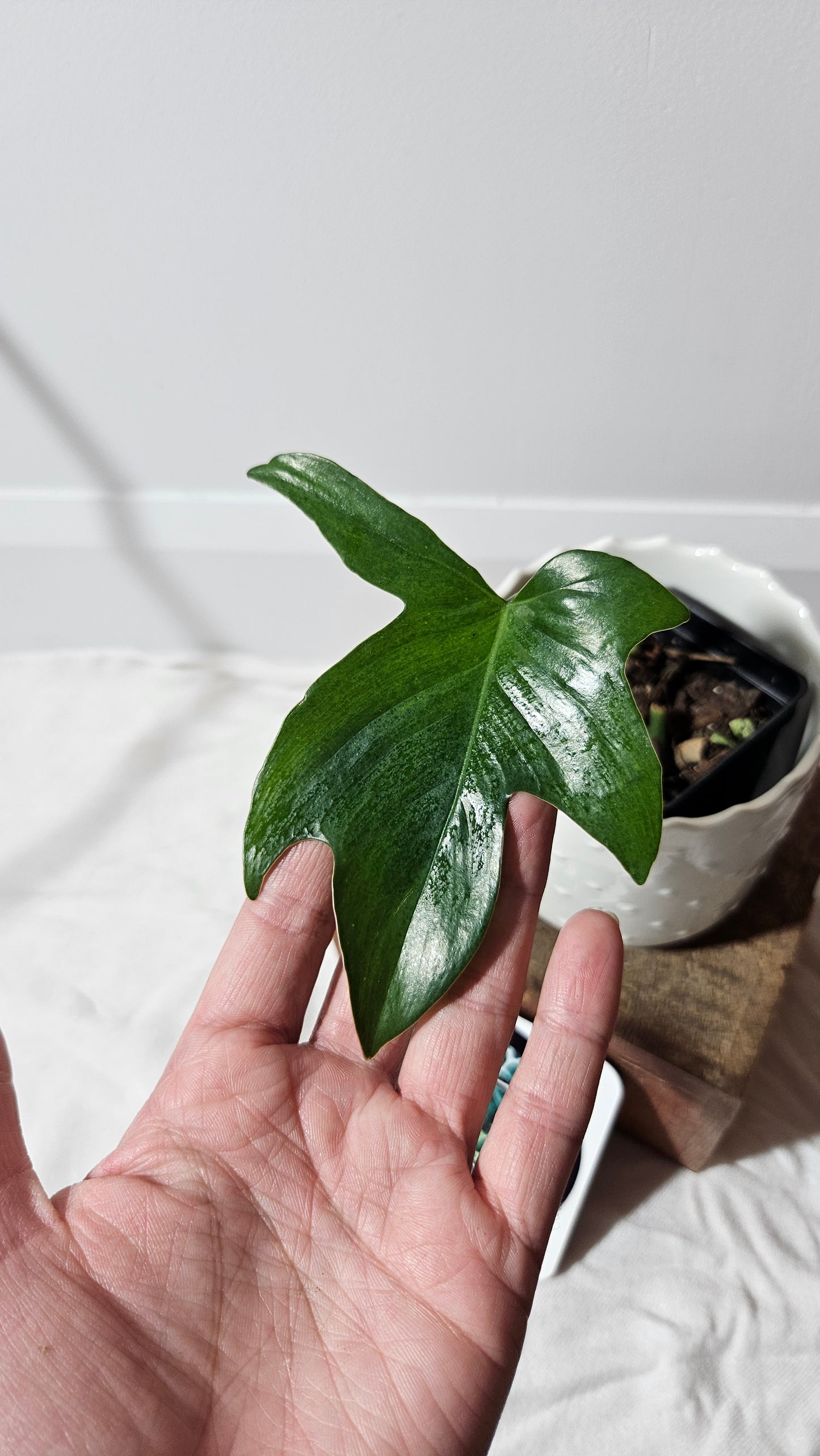 Philodendron Gladhands (PHI-545)