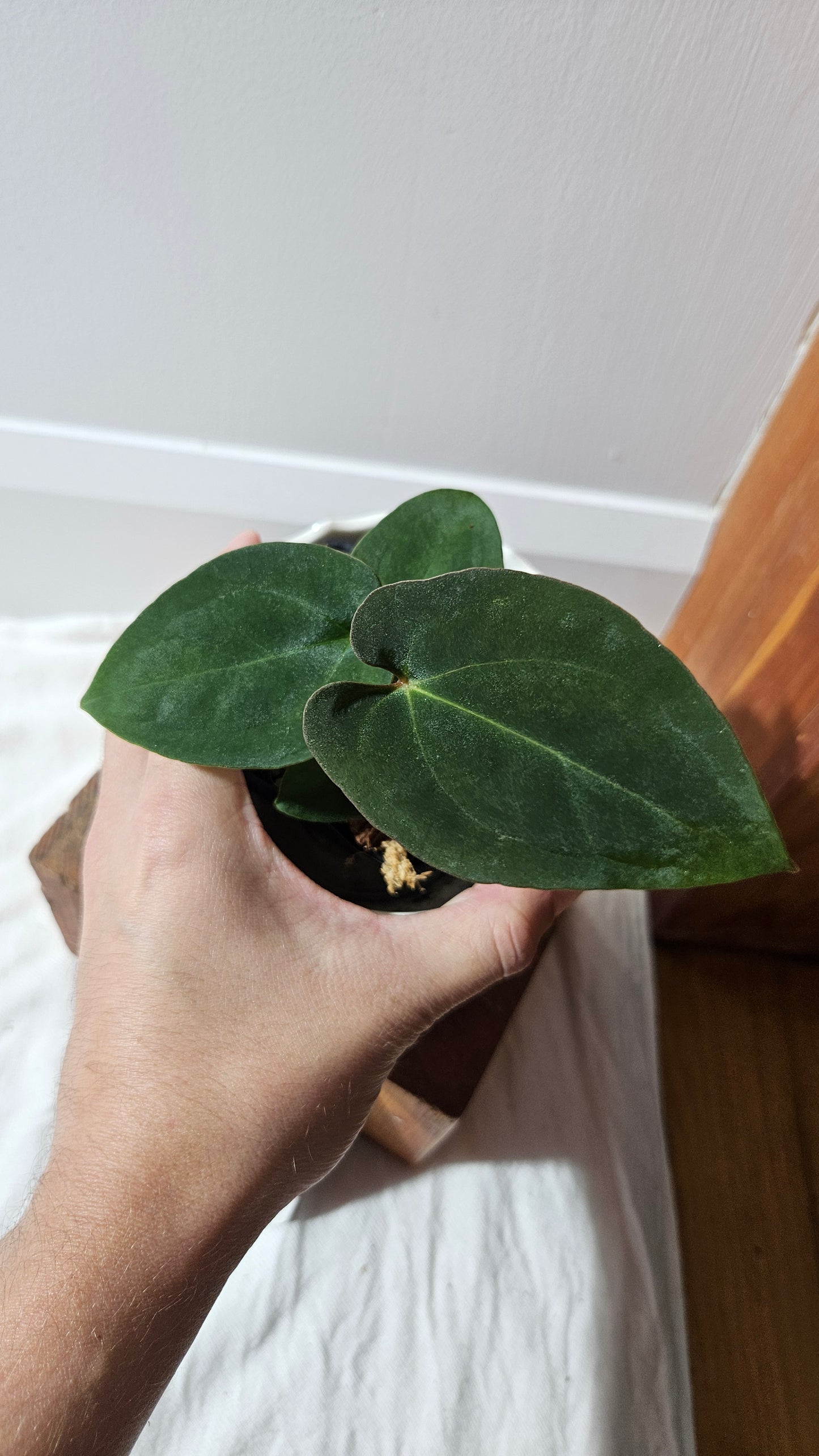 Anthurium  Papillilaminum X Black Velvet Panama "format PETIT" (ANT-613)