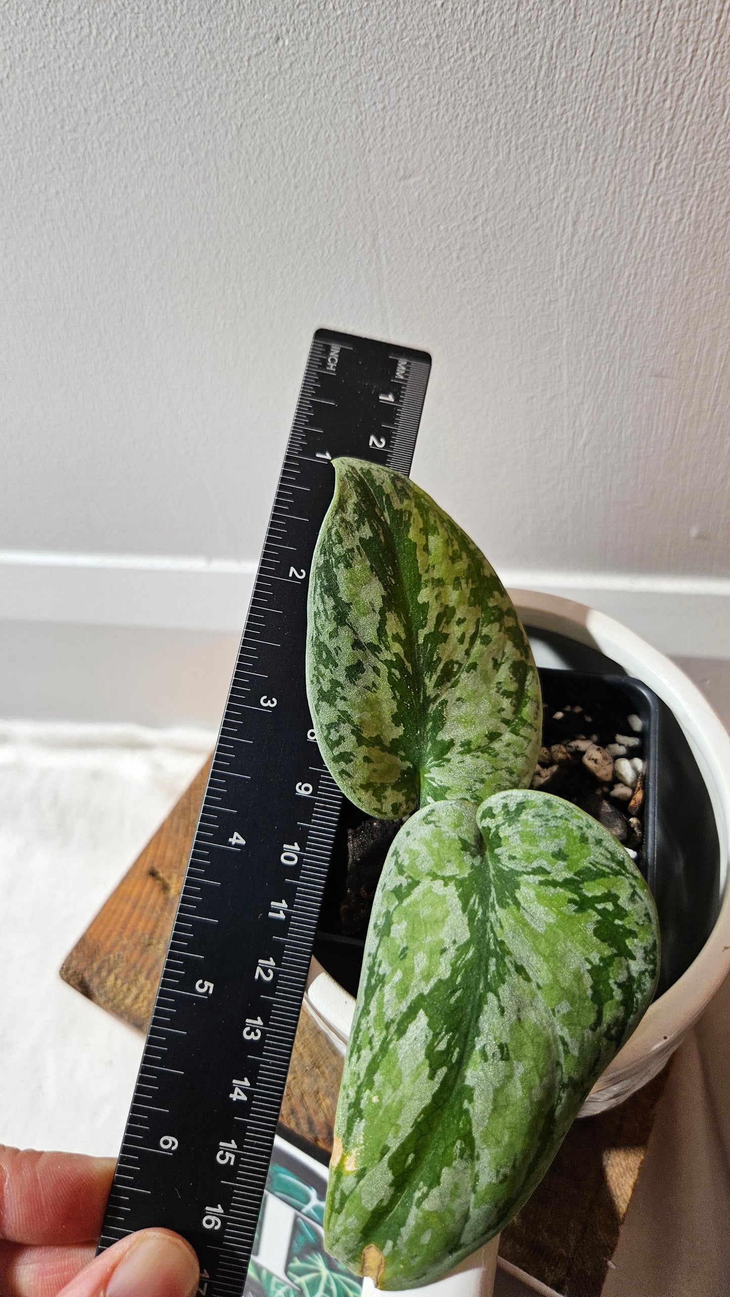 Scindapsus Tricolore silver Platinum (SCI-1121)