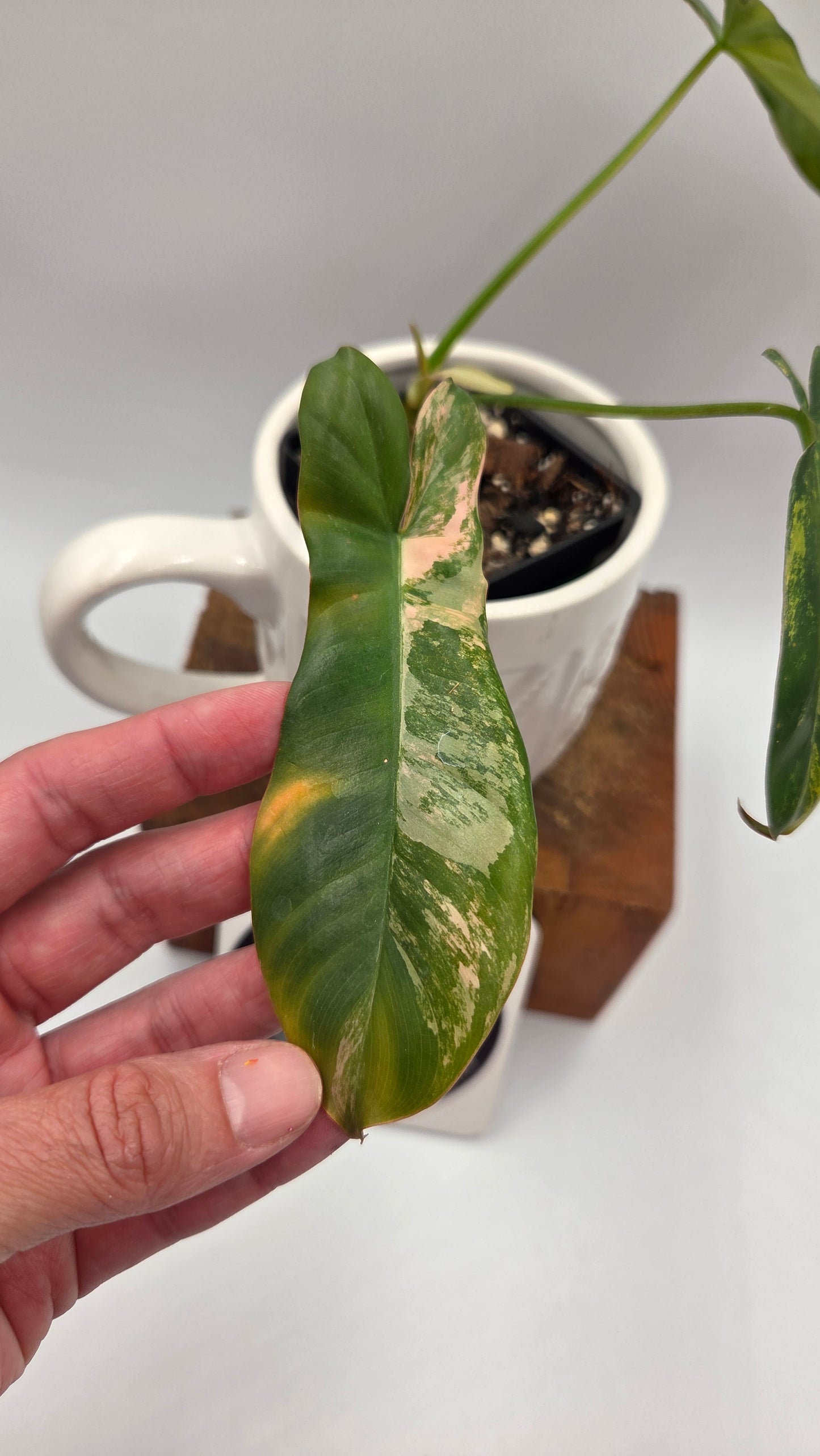 Philodendron Paradise Beauty (FloridaBeautyXParaiso Verde)(PHI-1022)