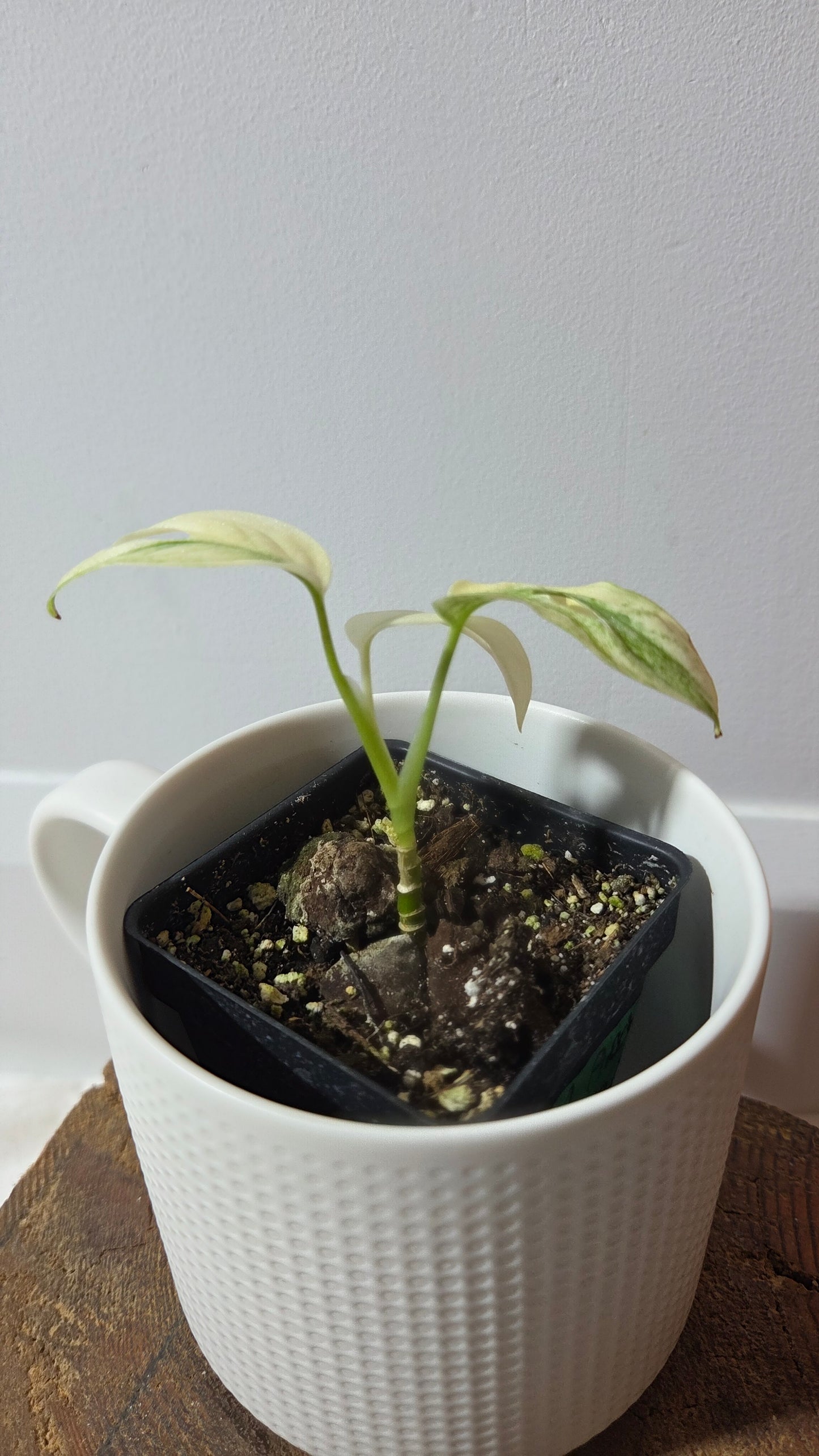 Monstera Andasonii Archipelago Ghost (MON-377)
