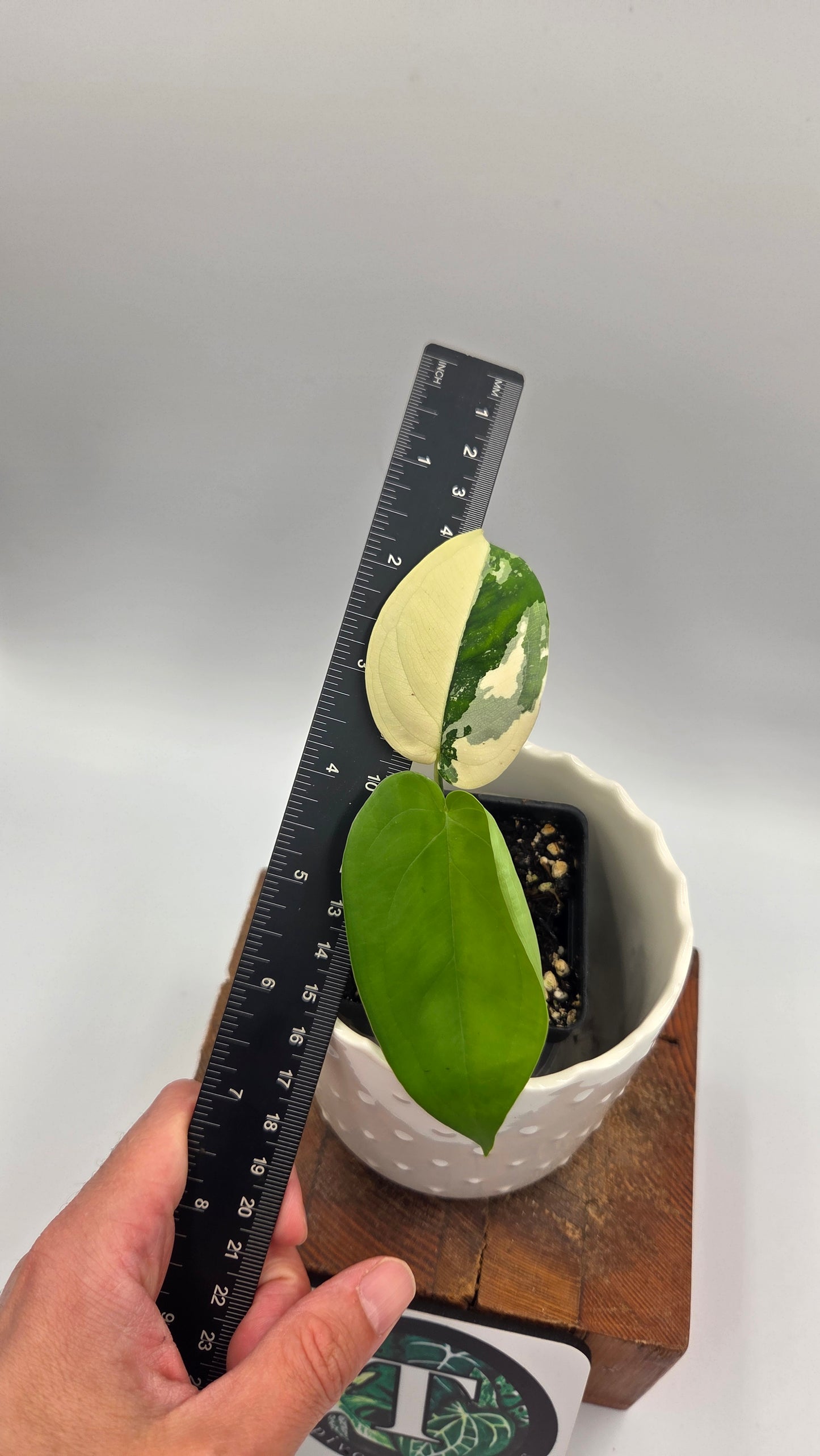 Syngonium Chiapense Albo (SYN-458)