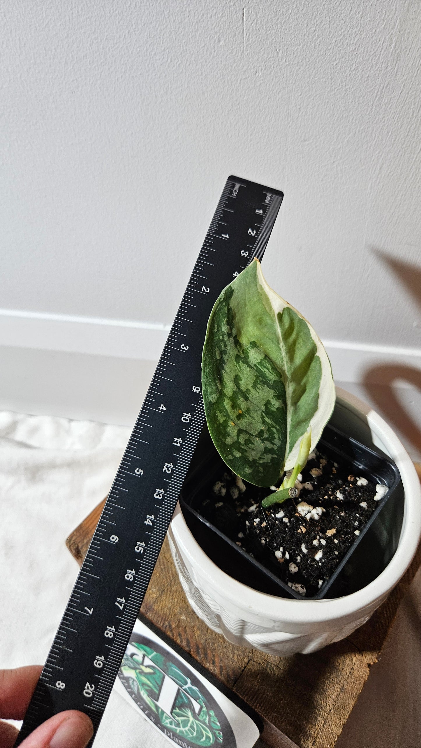 Scindapsus Simbara Mutation (SCI-1312)