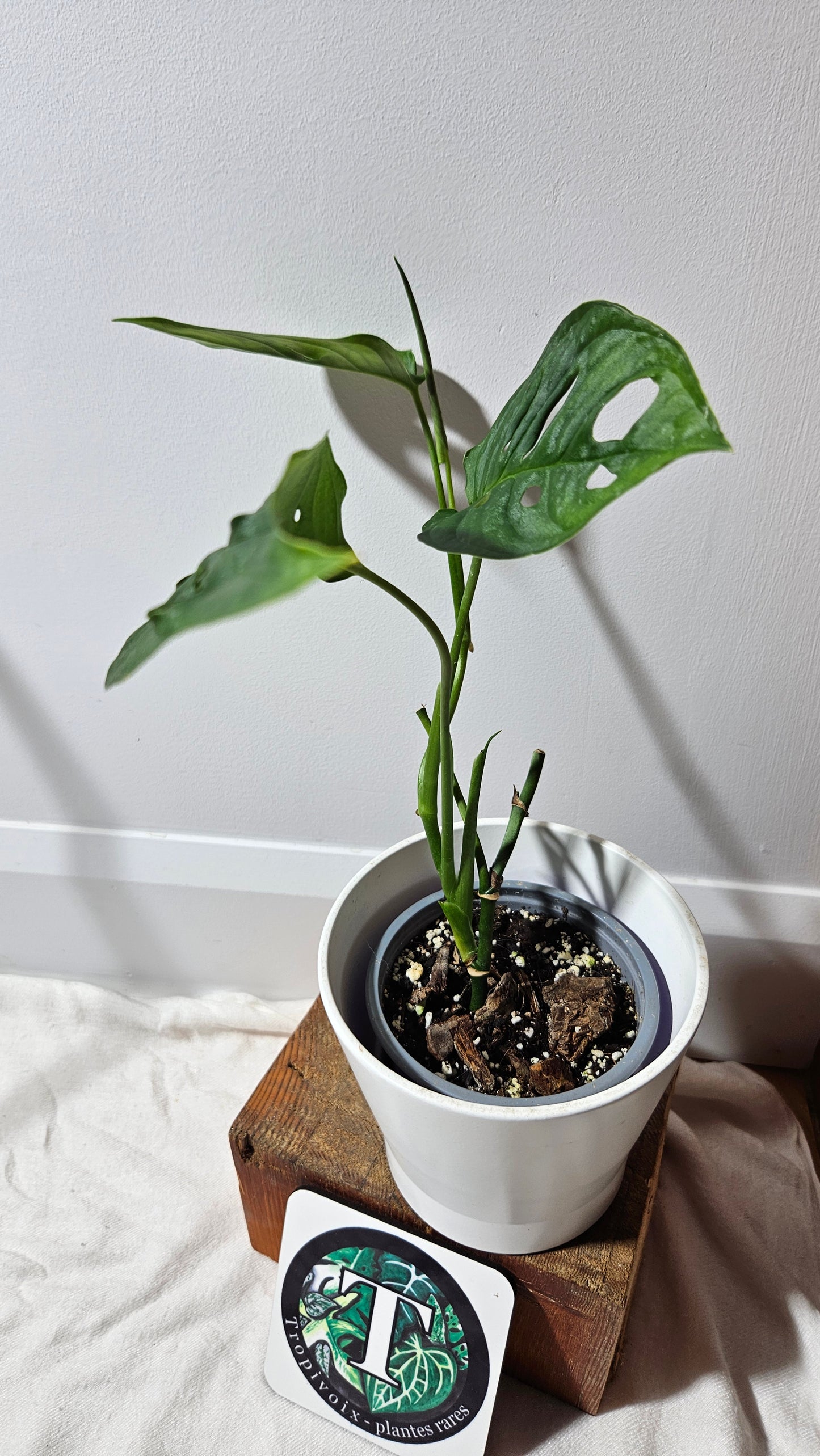 Monstera Obliqua Aff Tamarindo (MON-184l5)