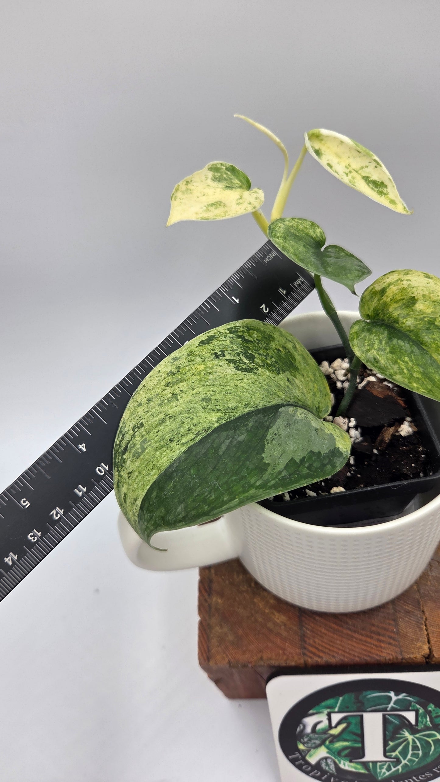 Scindapsus Silver Splash Kiara (SCI-1192)