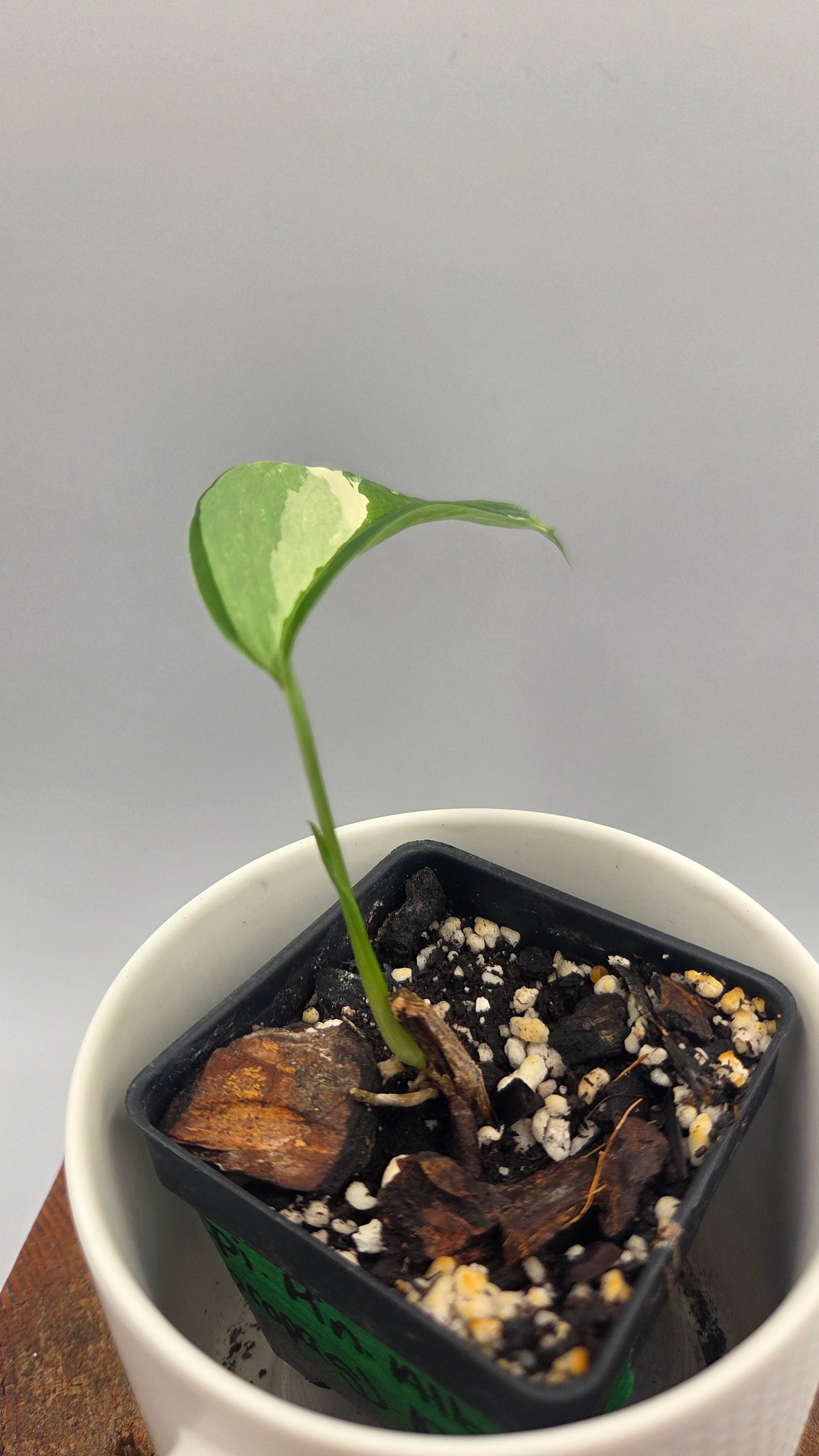 Epipremnum pinnatum Albo (EPI-247)