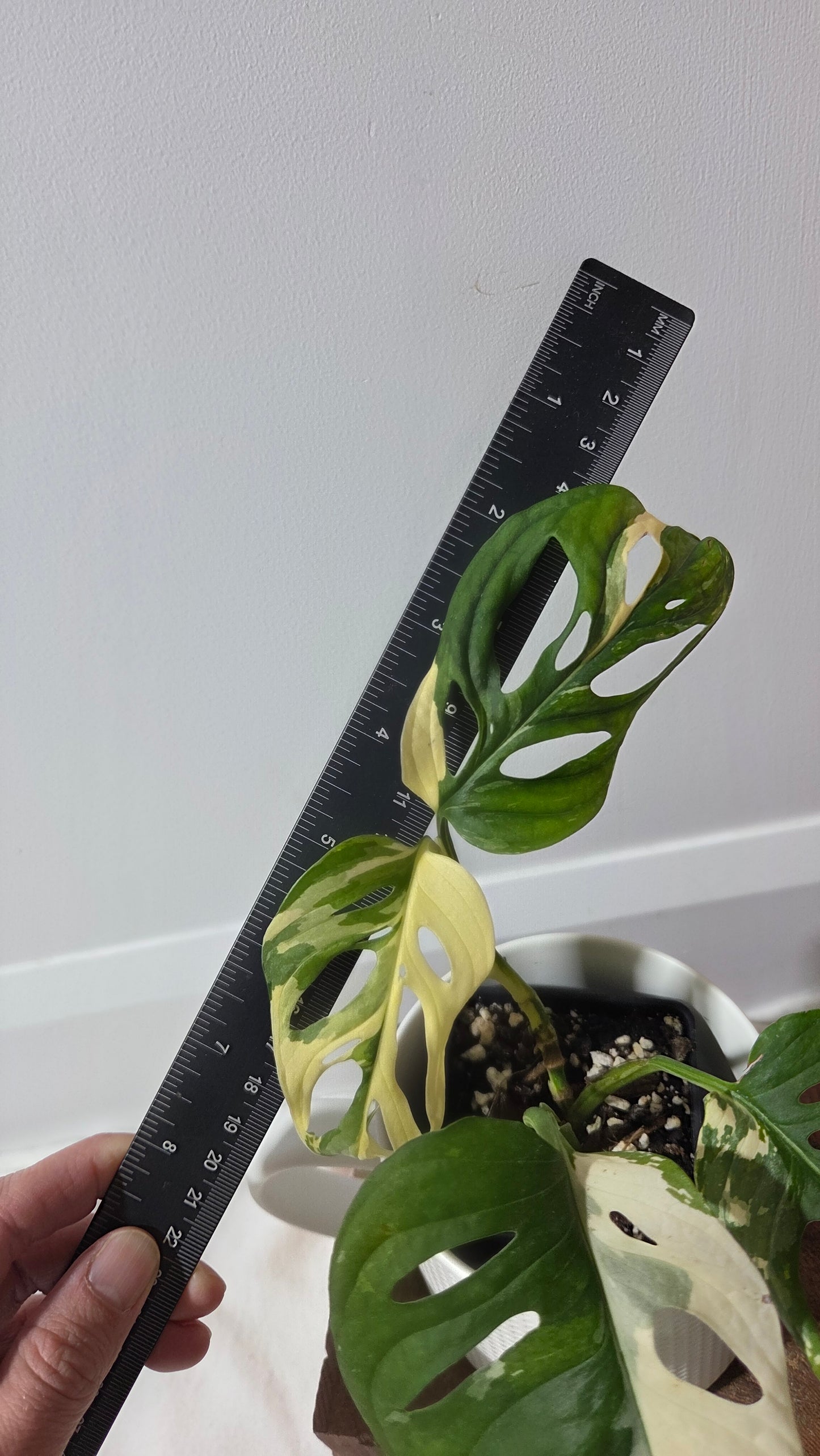 Monstera Andasonii Tricolore (MON-509)