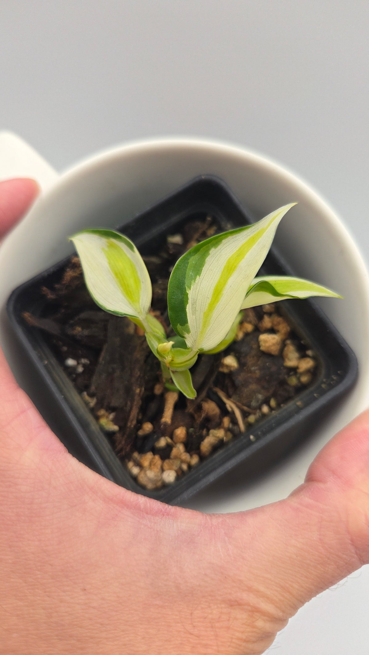 Philodendron Hederaceum Cream Splash (PHI-1102)