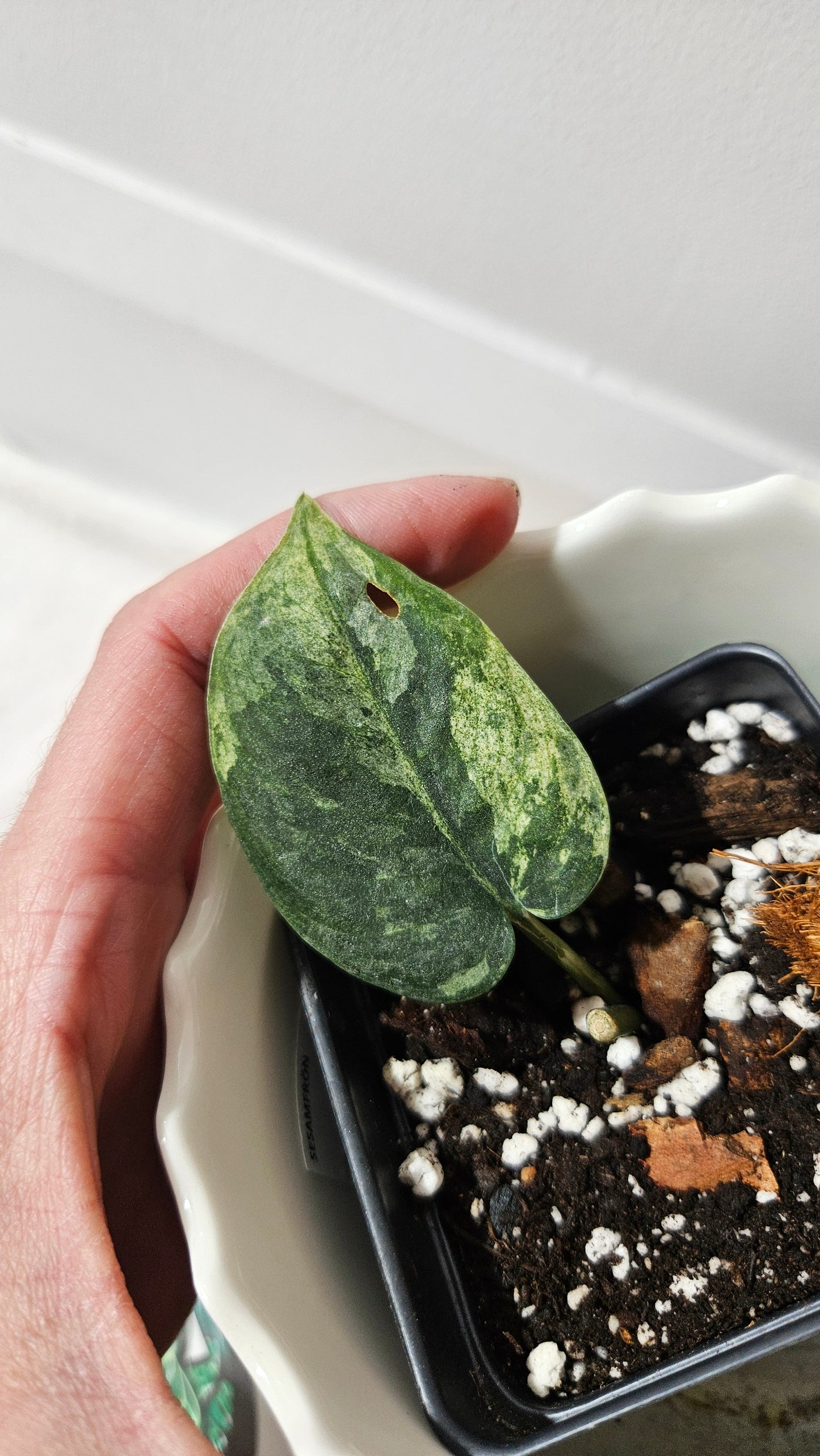 Scindapsus Silver Cloud mutation (SCI-999)