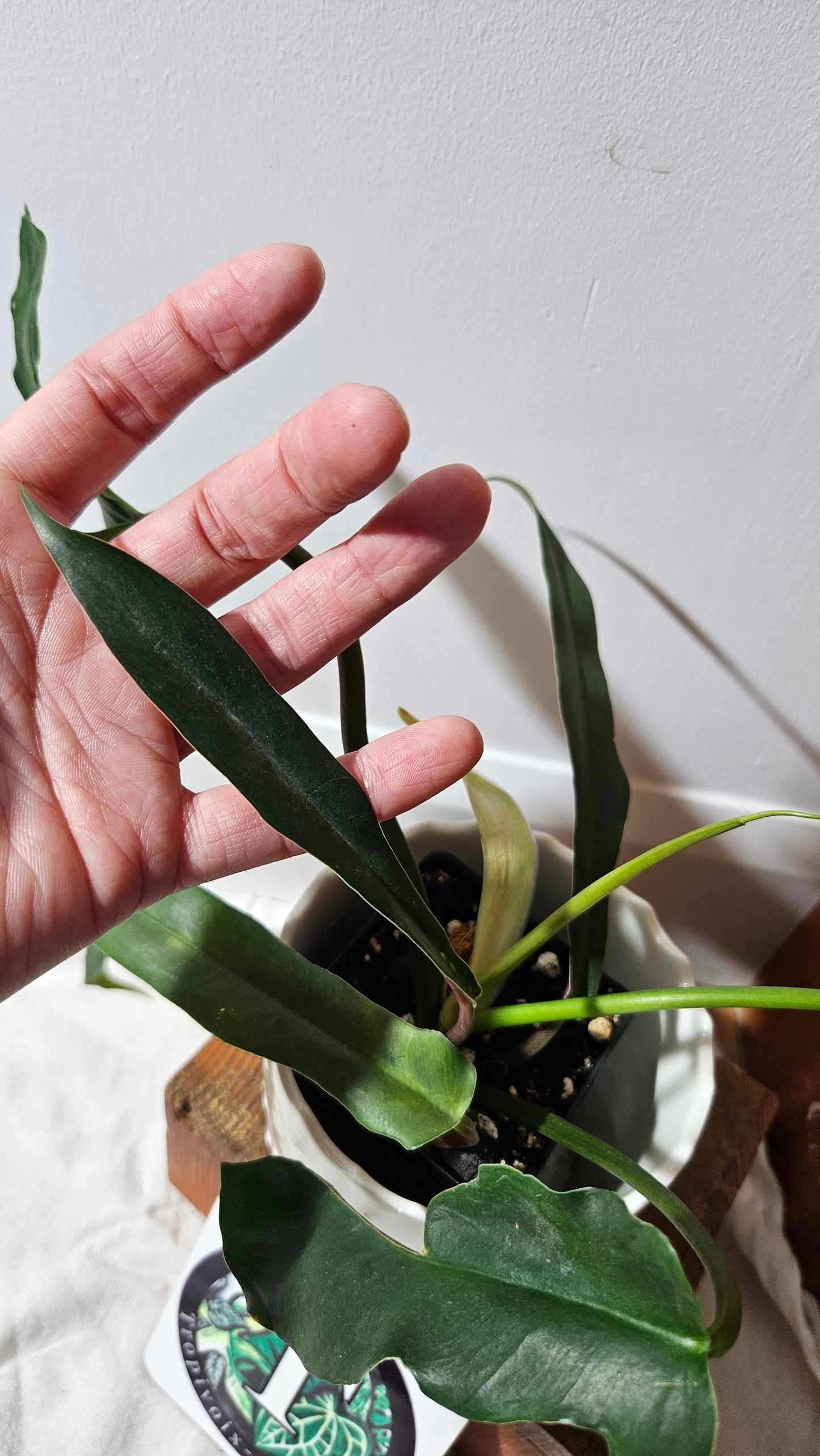 Philodendron Lavinia /(Paloraense cf X Tortum) (PHI-934)