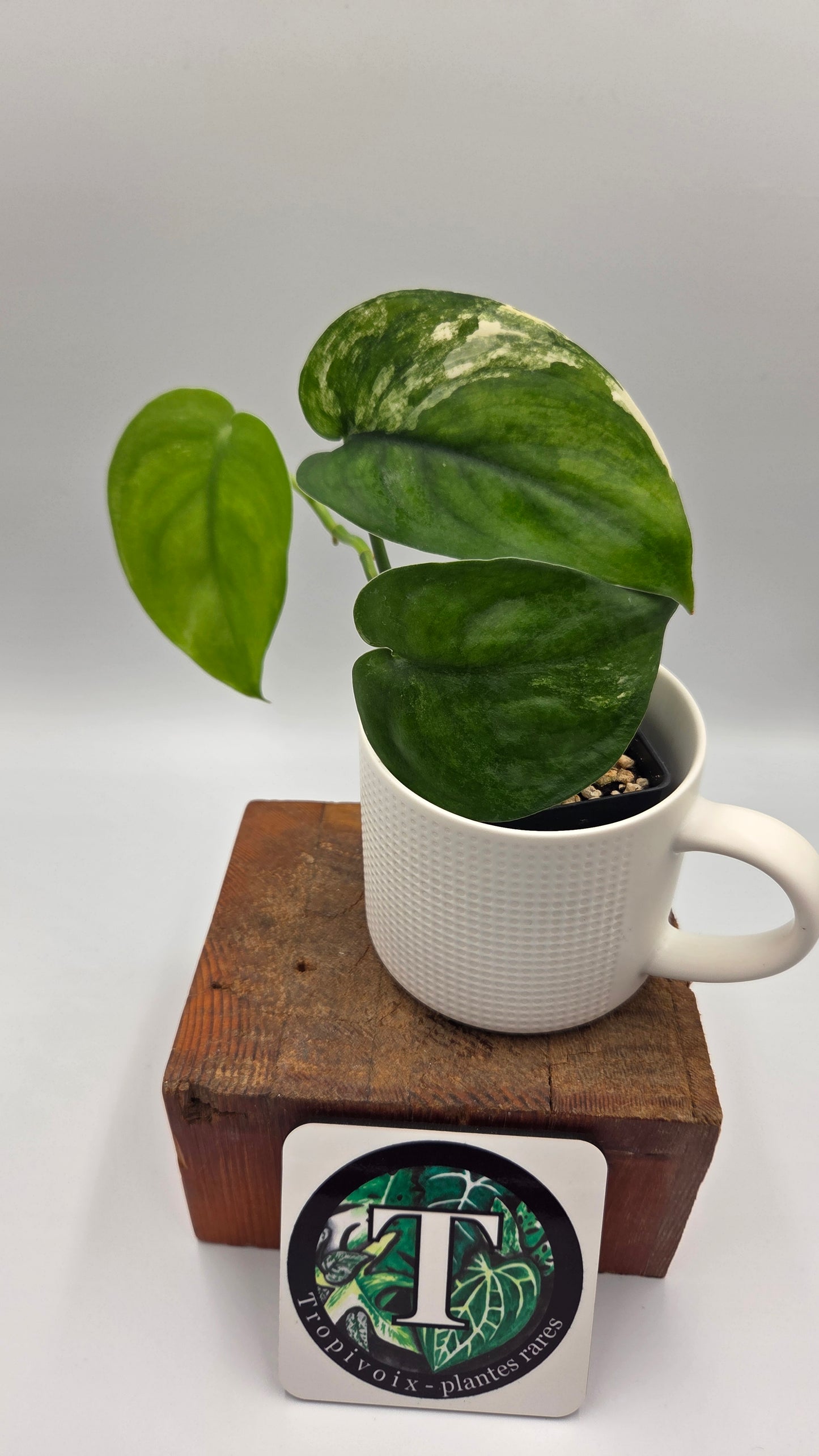 Scindapsus Jade Satin Albo (SCI-1045)