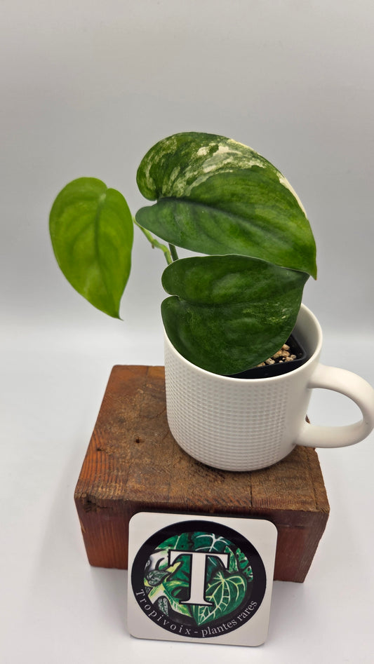 Scindapsus Jade Satin Albo (SCI-1045)