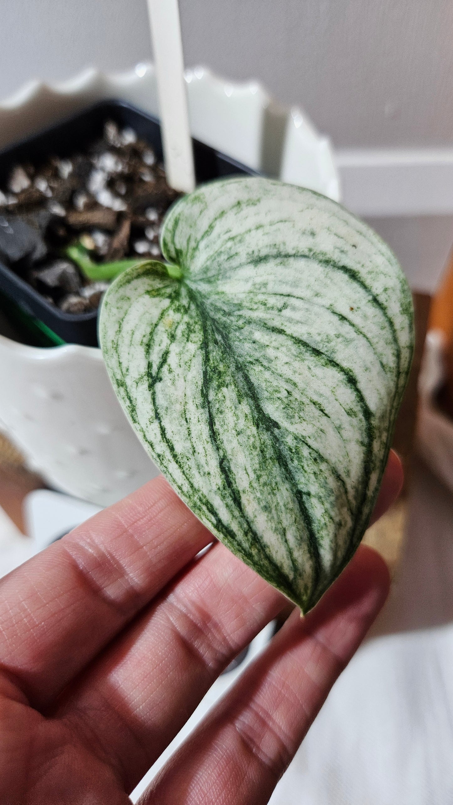 Scindapsus Jung jung Buih Mutation (SCI-1184)