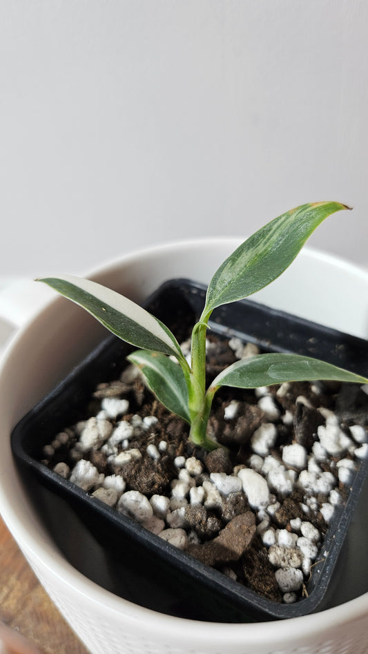 Scindapsus Hederaceus Blue Albo (SCI-1340)